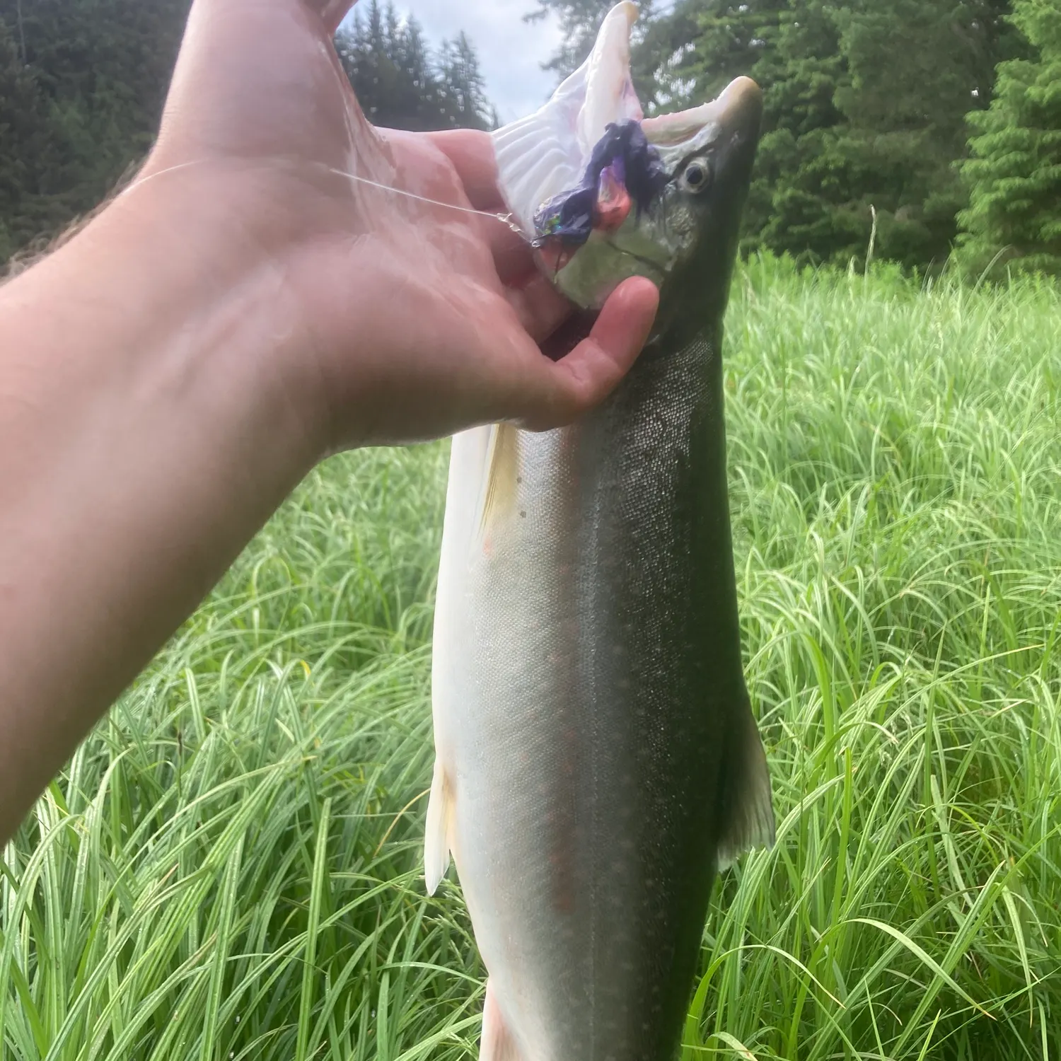 The most recent Dolly varden catches on Fishbrain