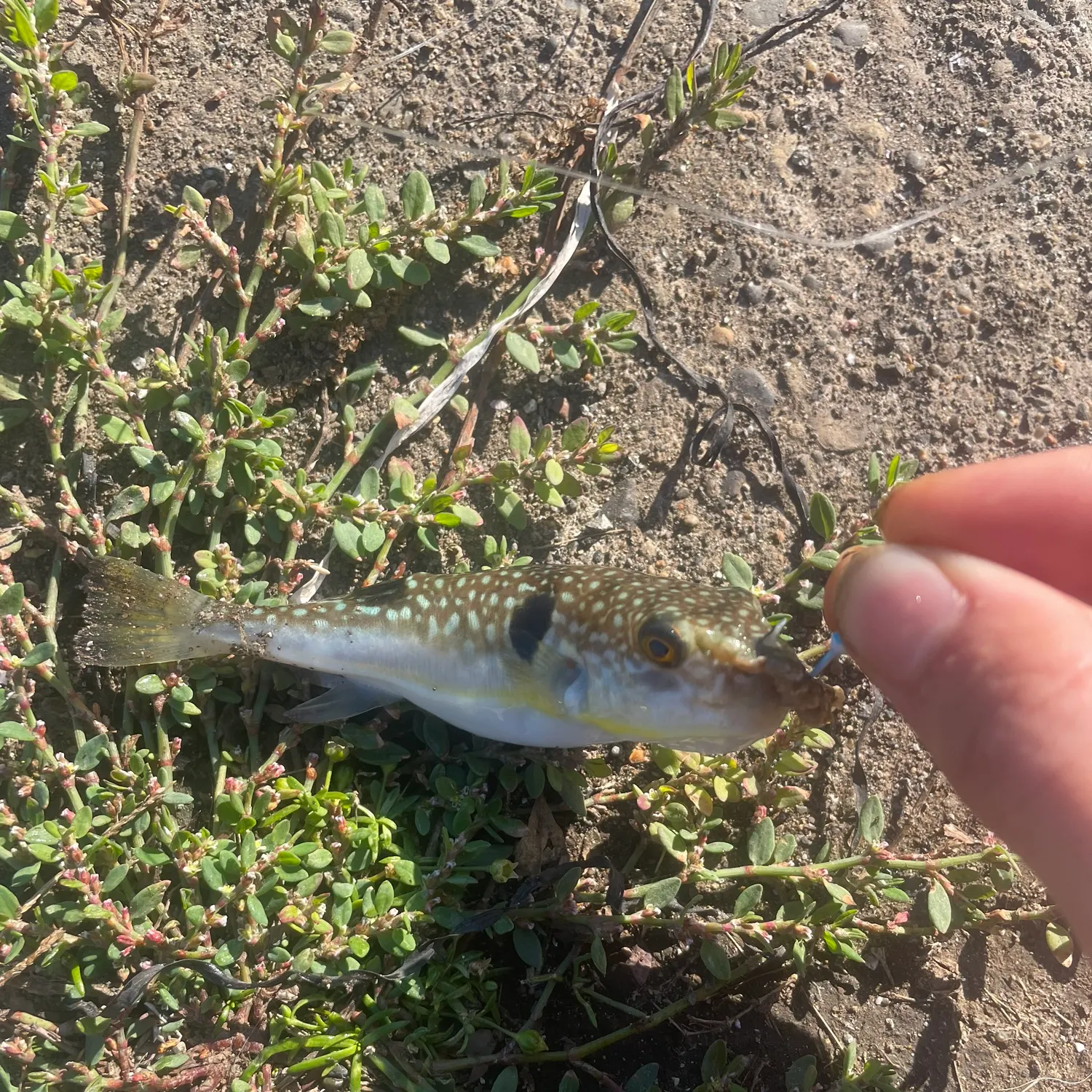 The most recent Japanese pufferfish catches on Fishbrain