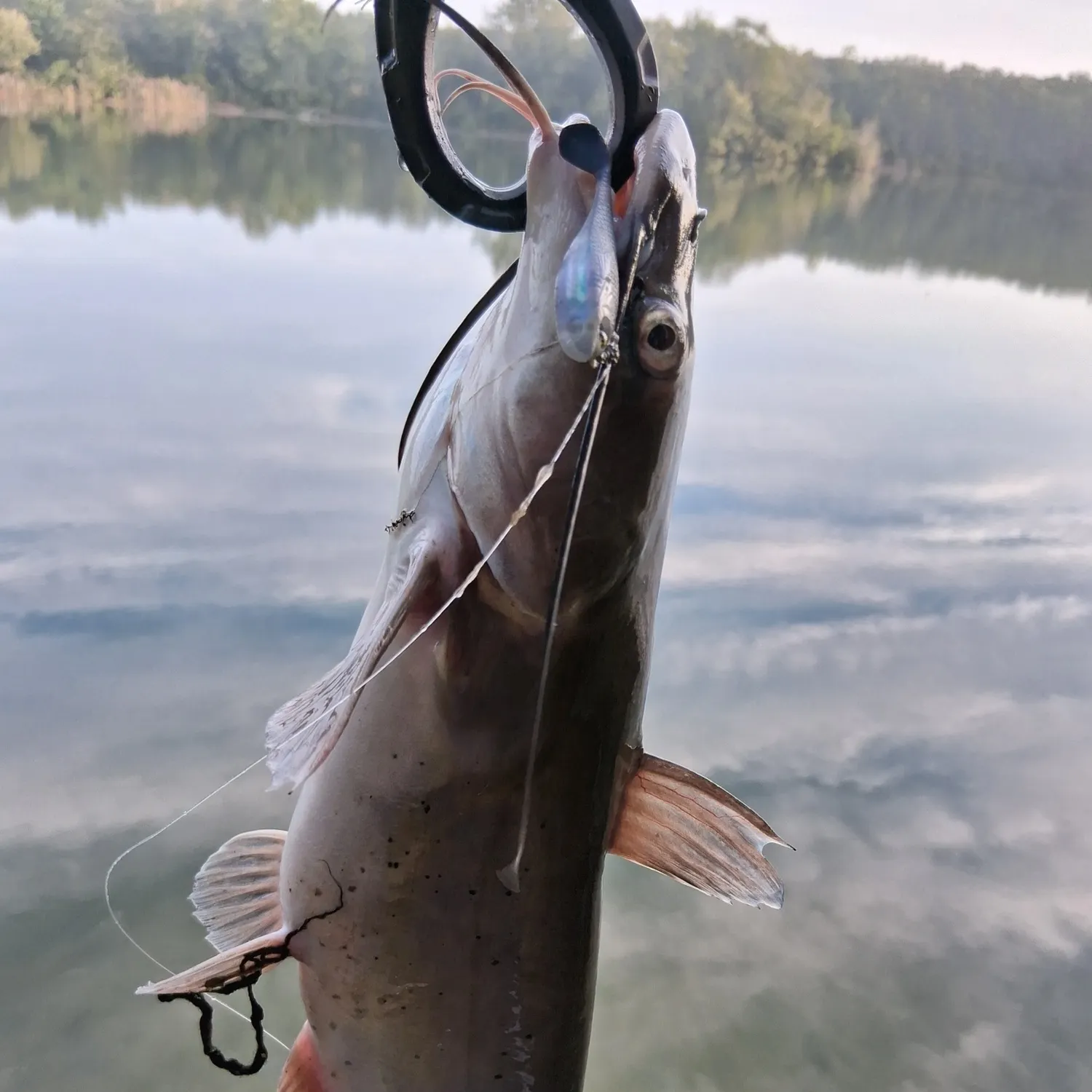 Channel catfish caught on Fishbrain