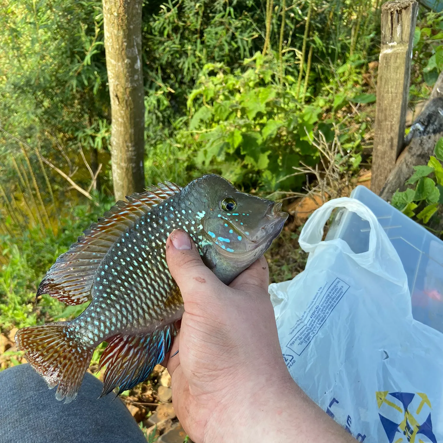 The most recent Pearl cichlid catches on Fishbrain
