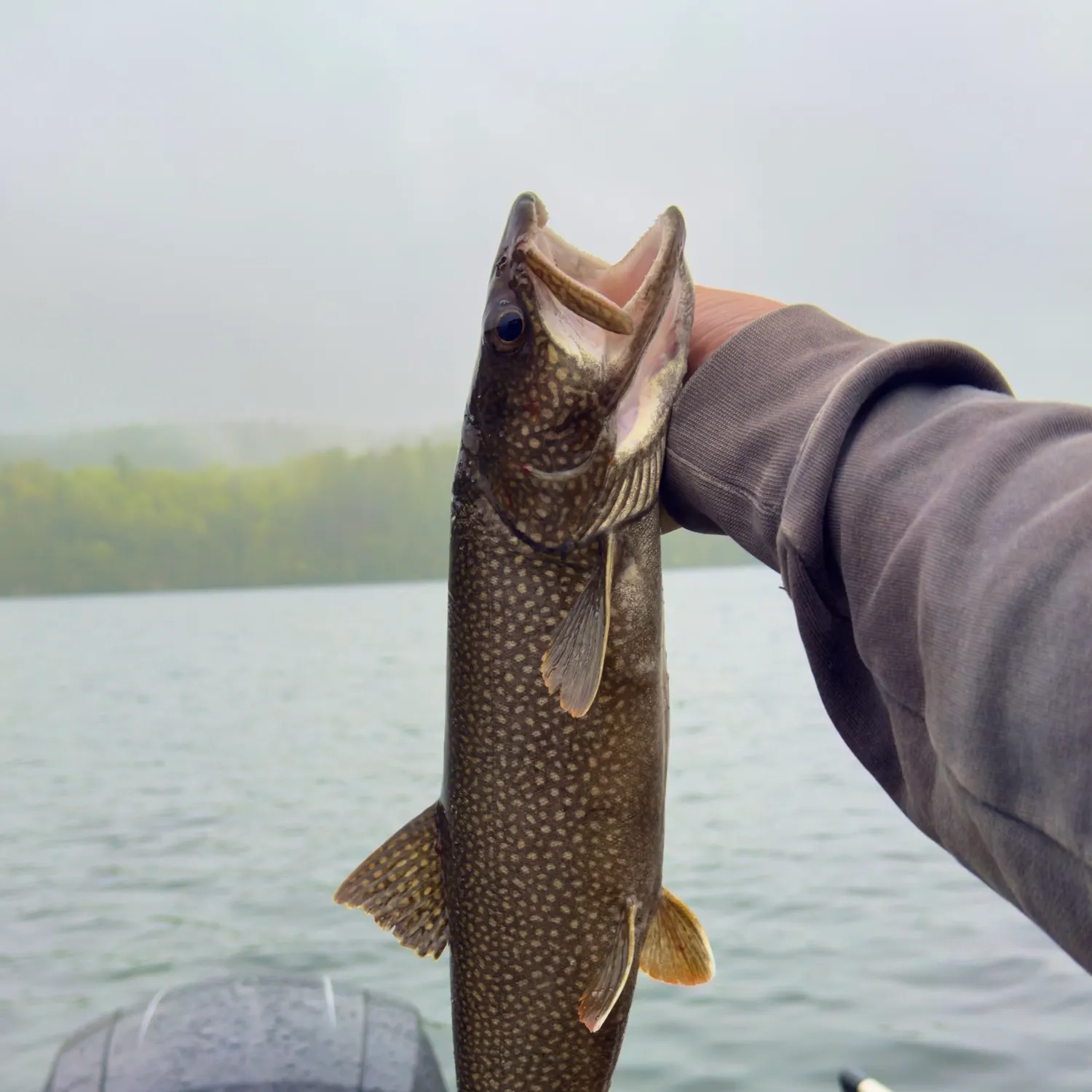 Lake char caught on Fishbrain