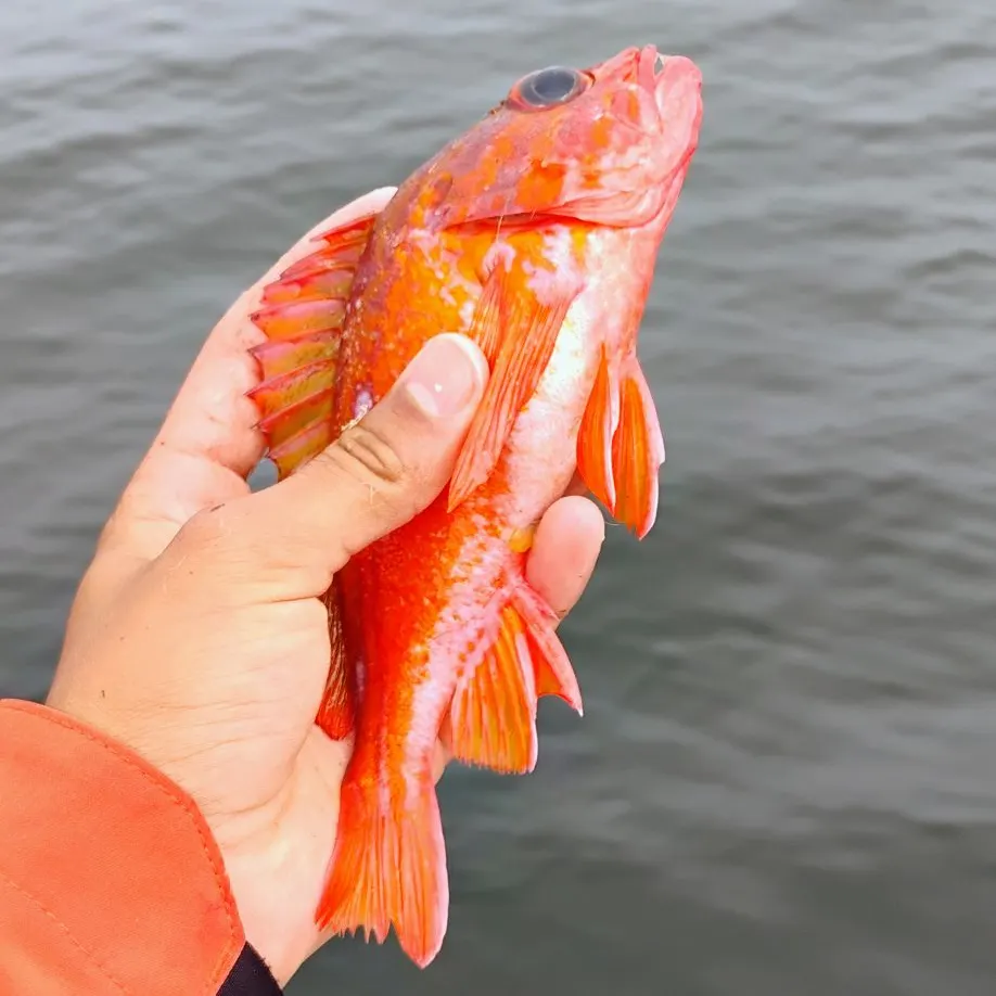 The most recent Starry rockfish catches on Fishbrain