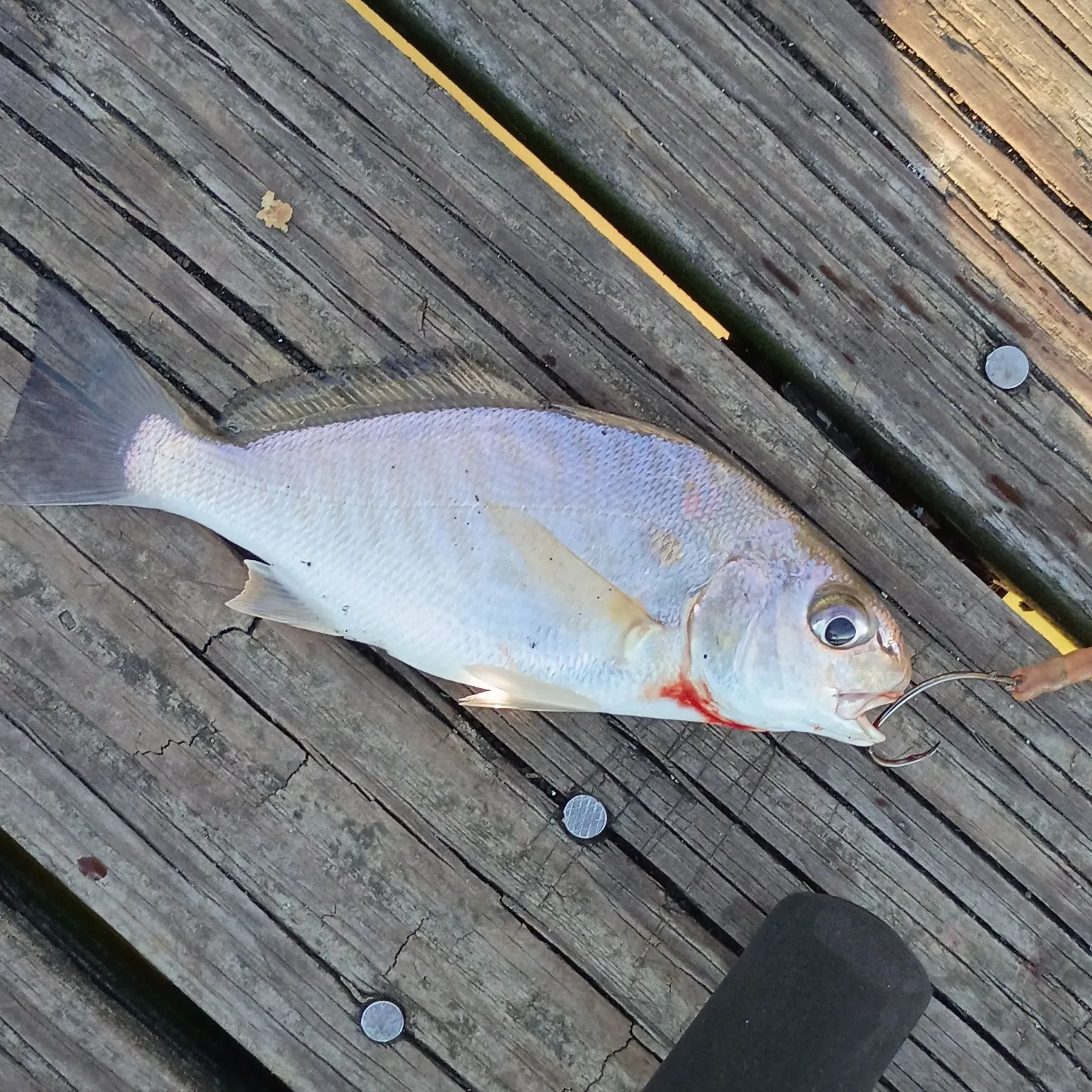 Spot croaker caught on Fishbrain