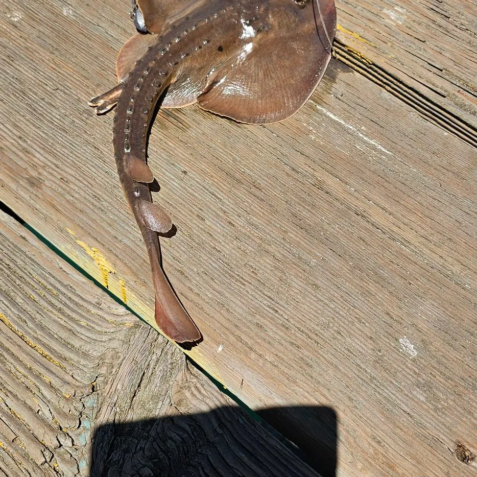 The most recent Thornback guitarfish catches on Fishbrain