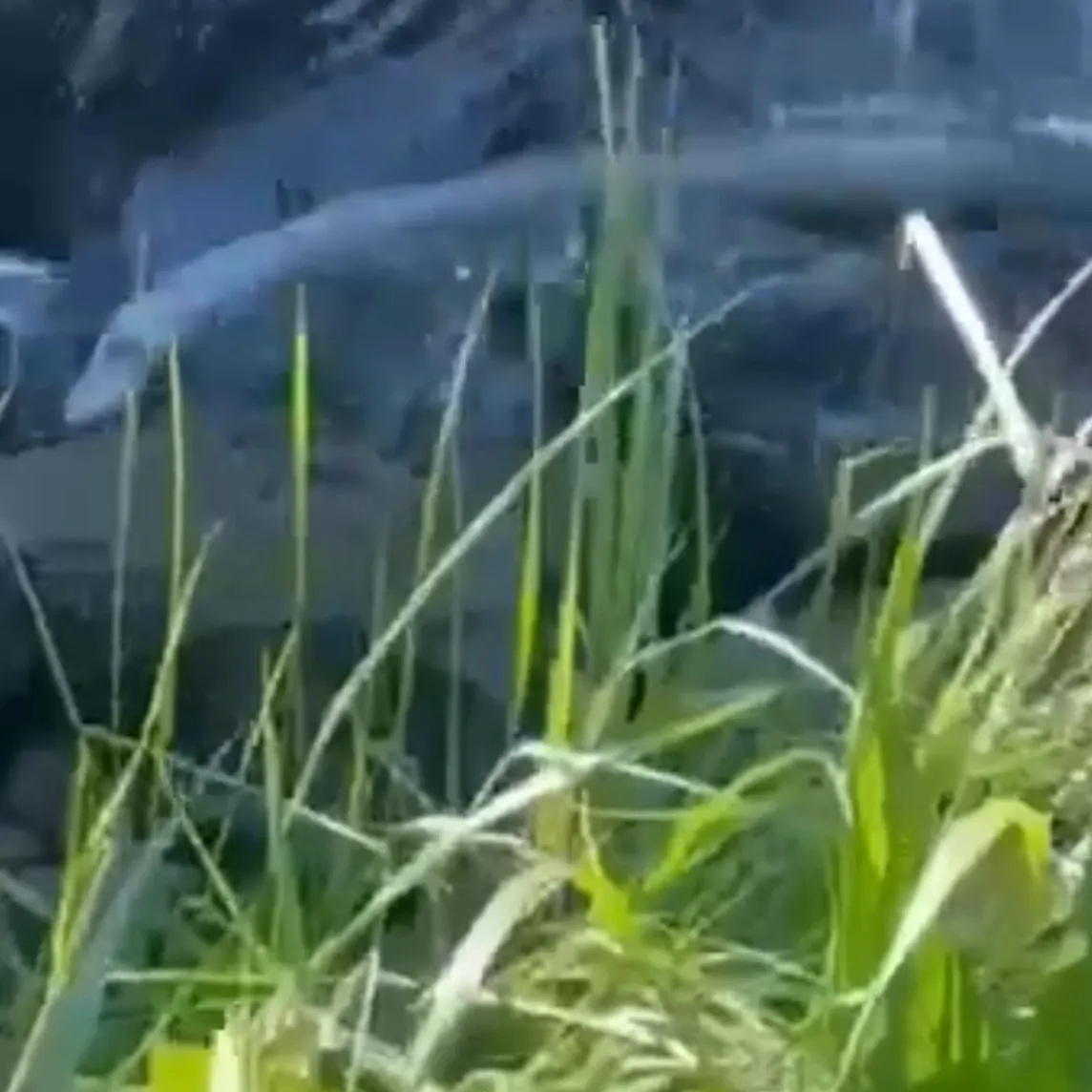 The most recent New Zealand longfin eel catches on Fishbrain