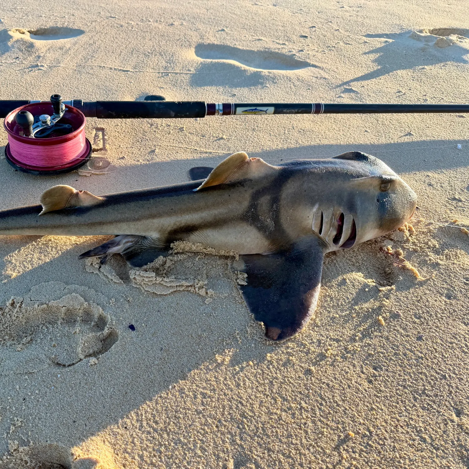 The most recent Port Jackson shark catches on Fishbrain