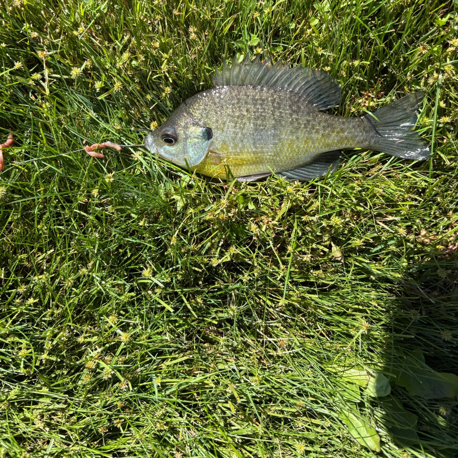 Bluegill caught on Fishbrain