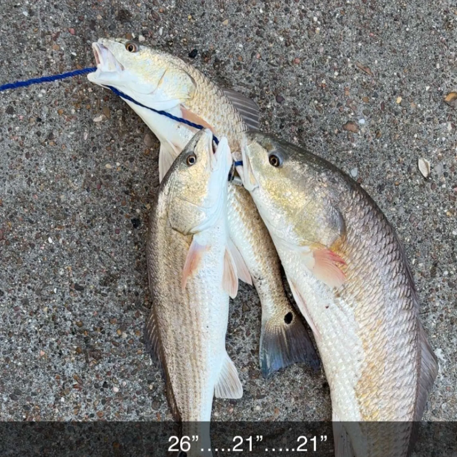 recently logged catches