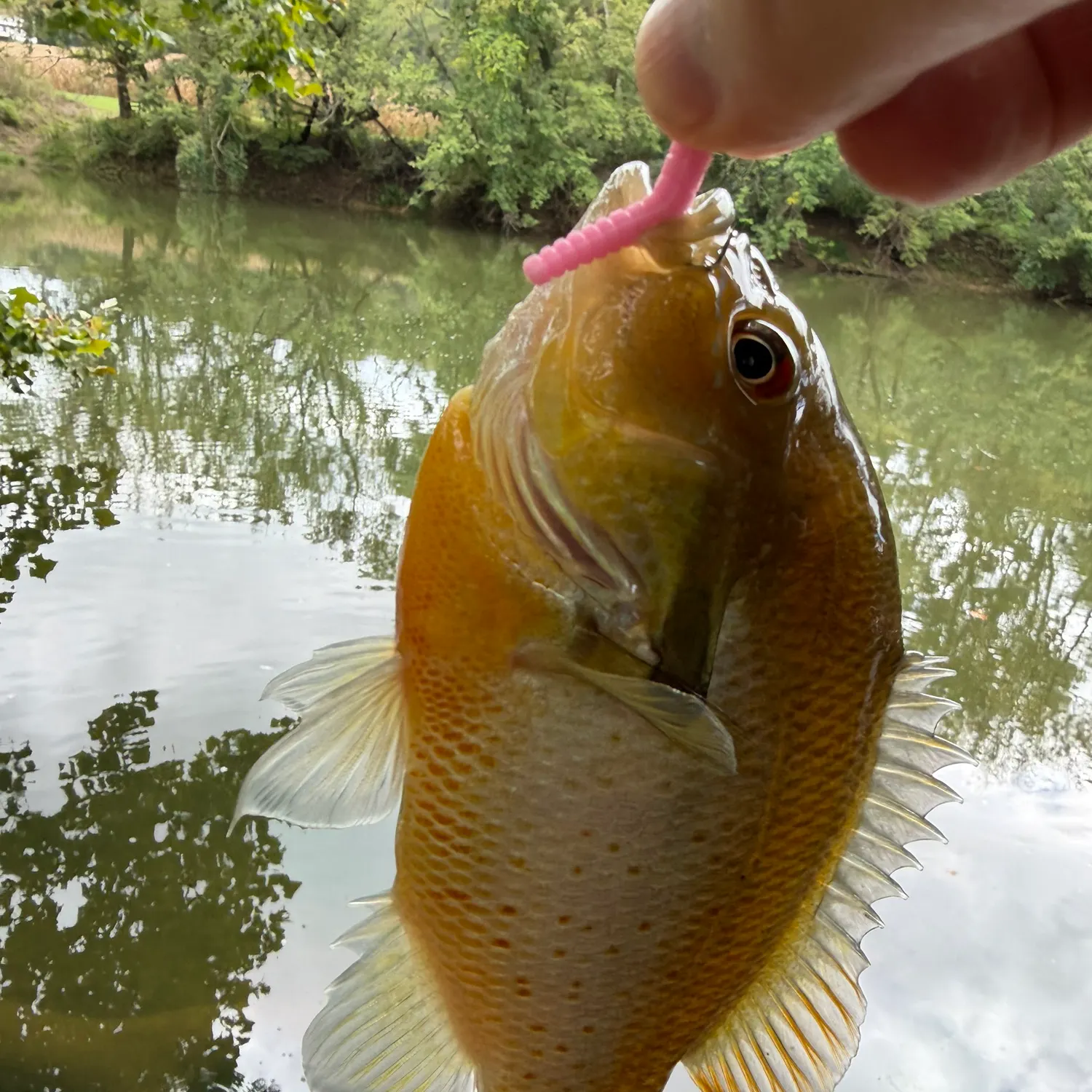 Redbreast sunfish caught on Fishbrain