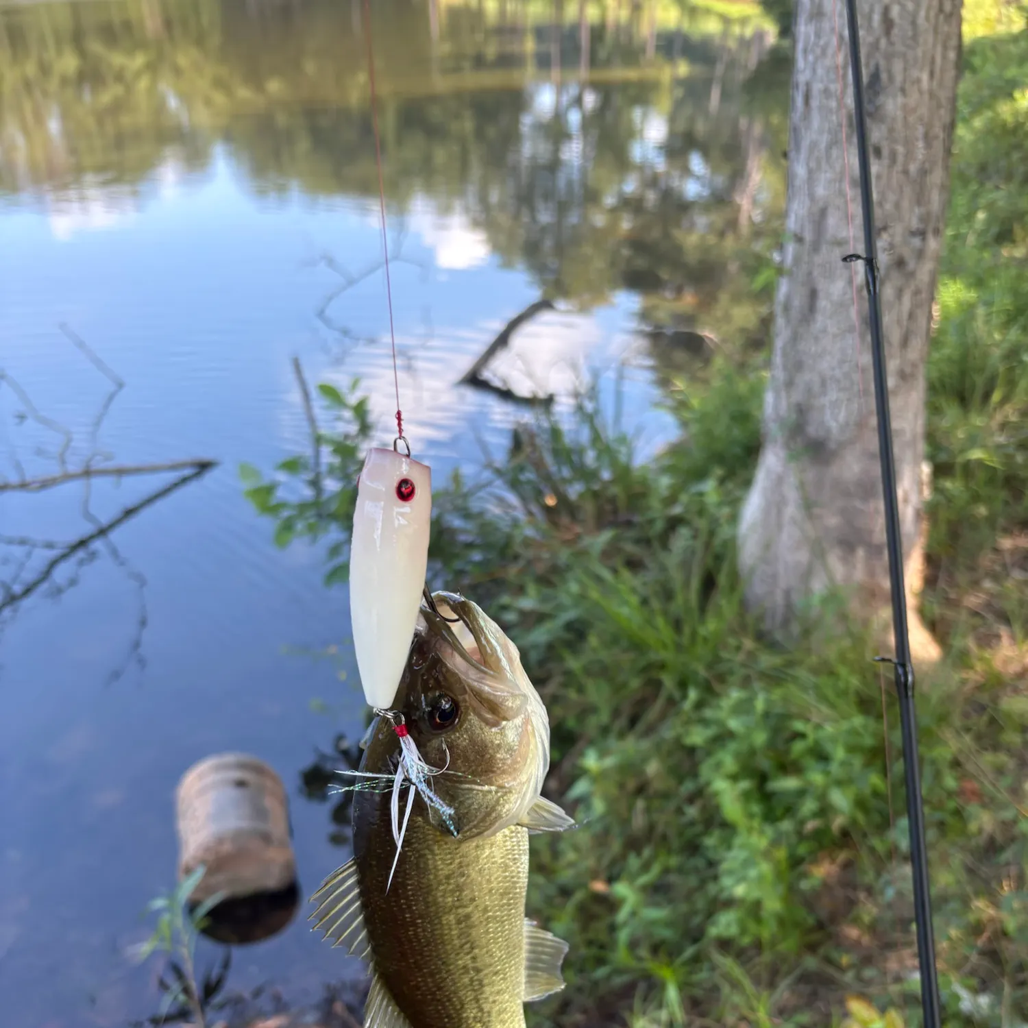 Largemouth bass caught on Fishbrain