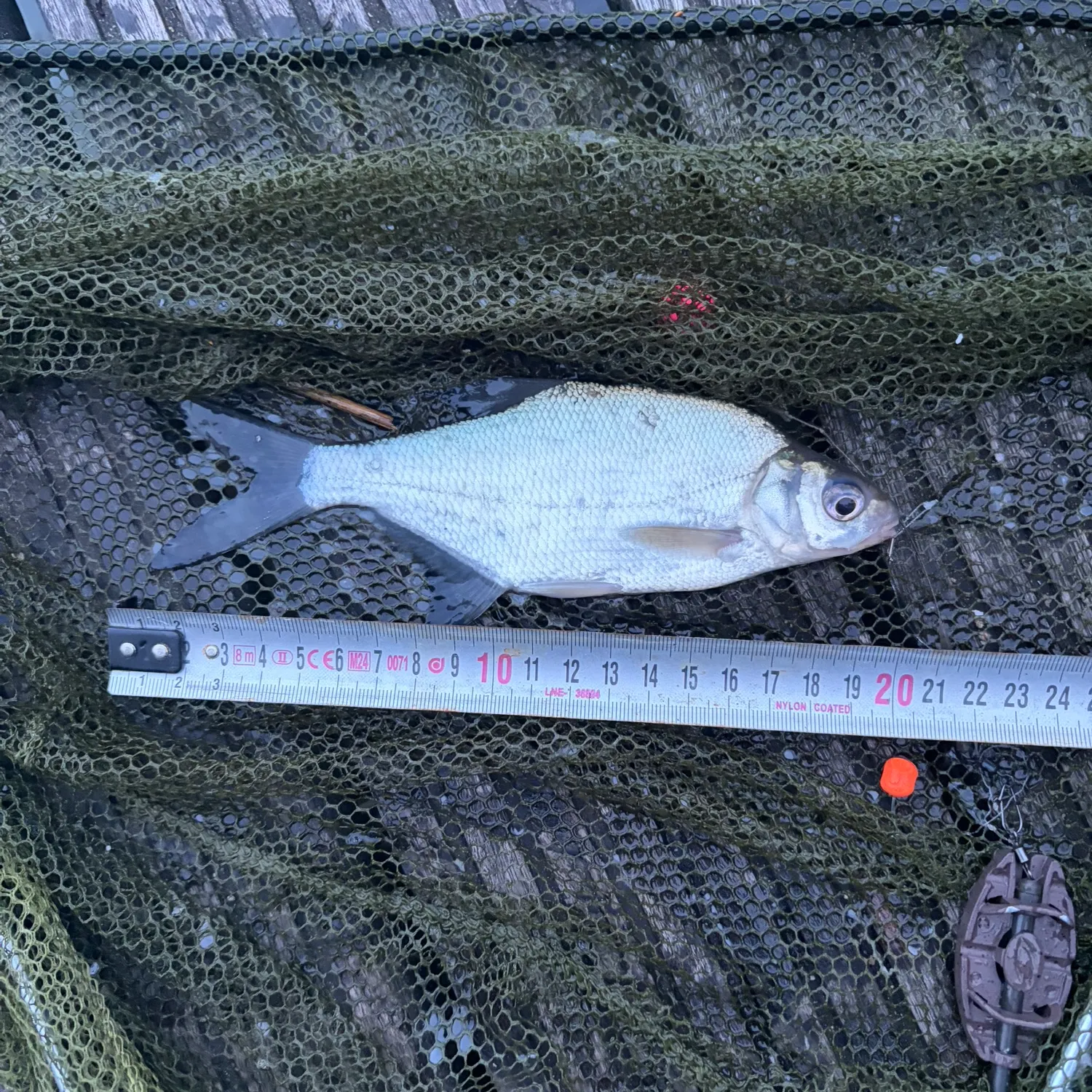 The most recent Common bream catches on Fishbrain