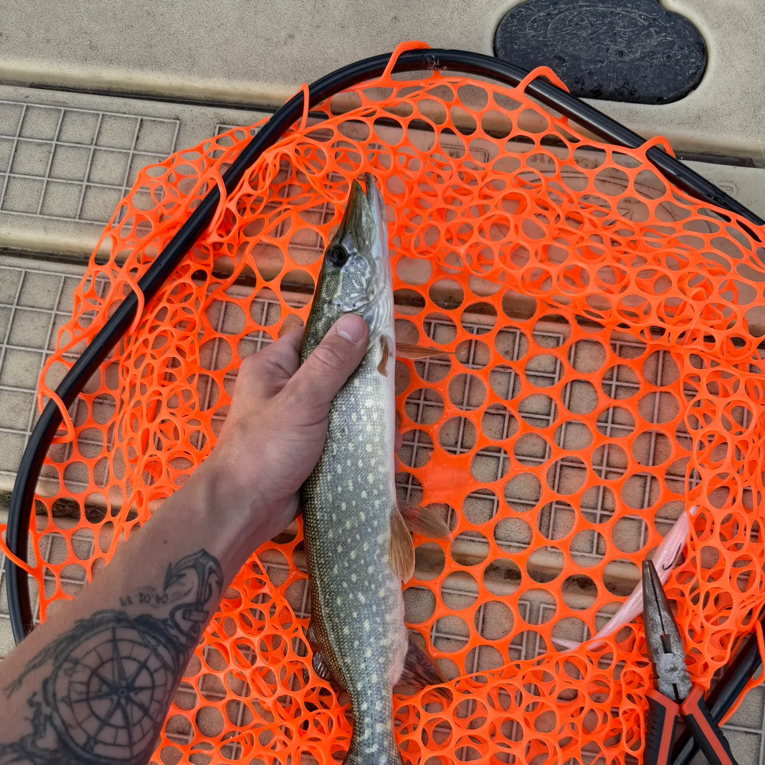 Northern pike caught on Fishbrain