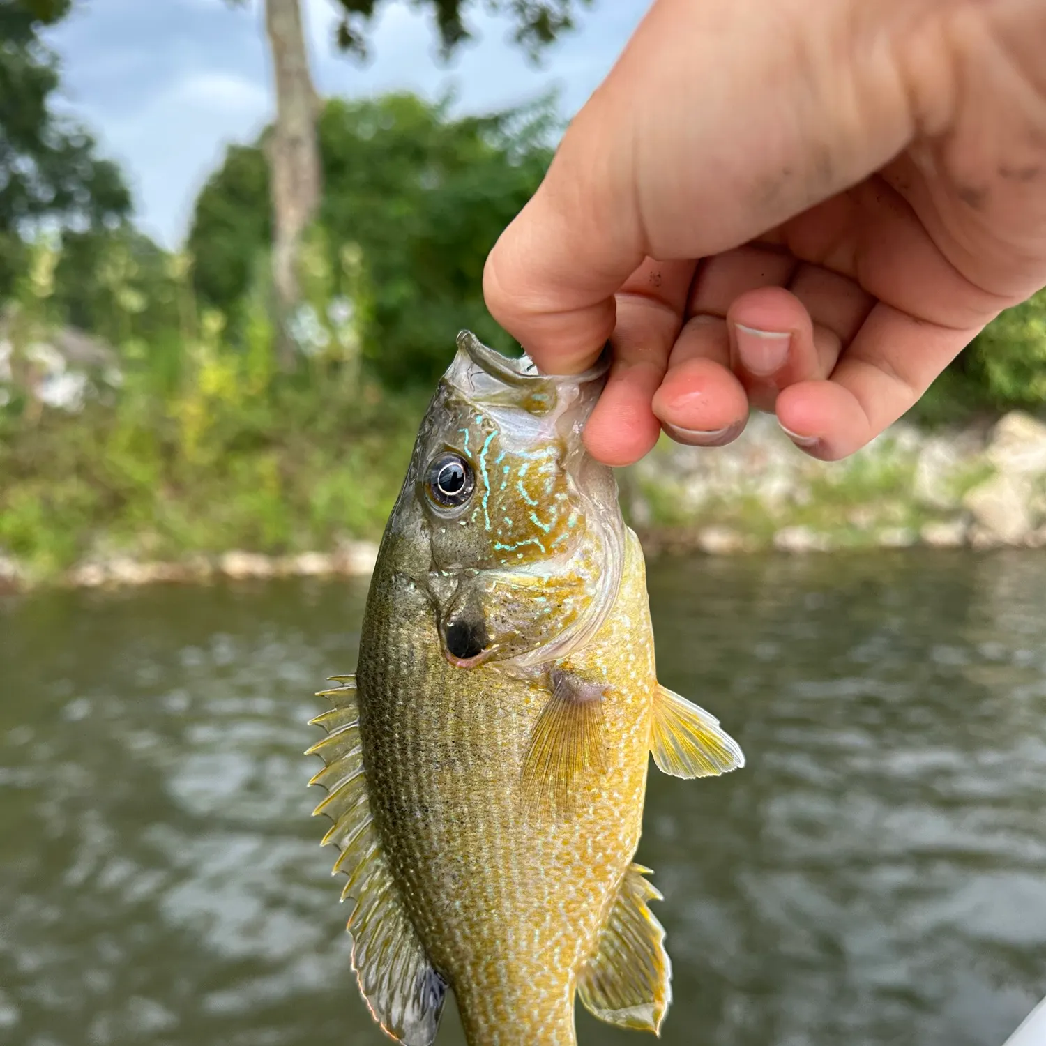 Green sunfish caught on Fishbrain