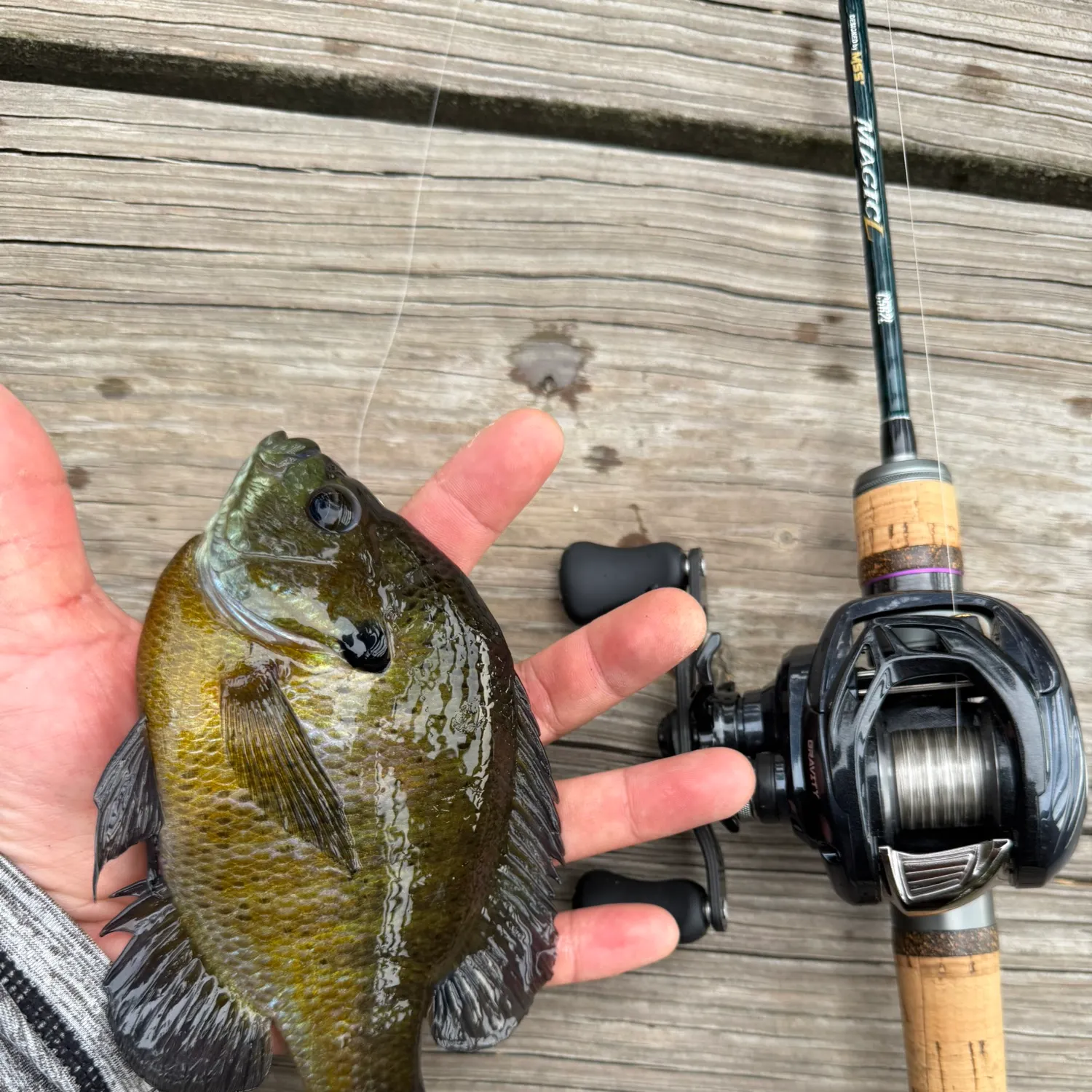 recently logged catches