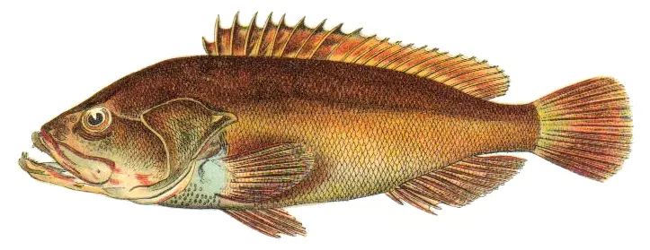 Dusky grouper