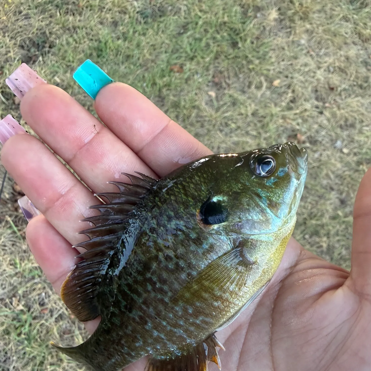 Greengill hybrid caught on Fishbrain