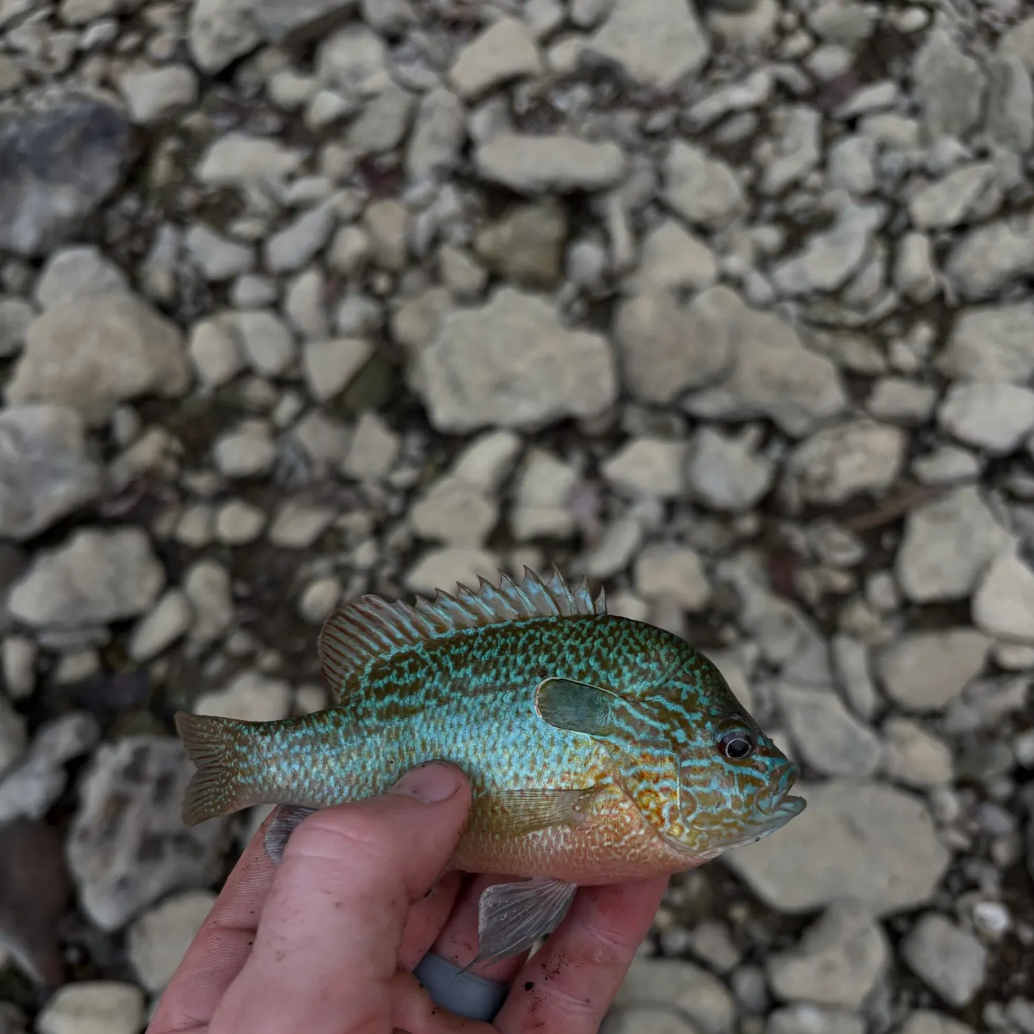 Longear sunfish caught on Fishbrain