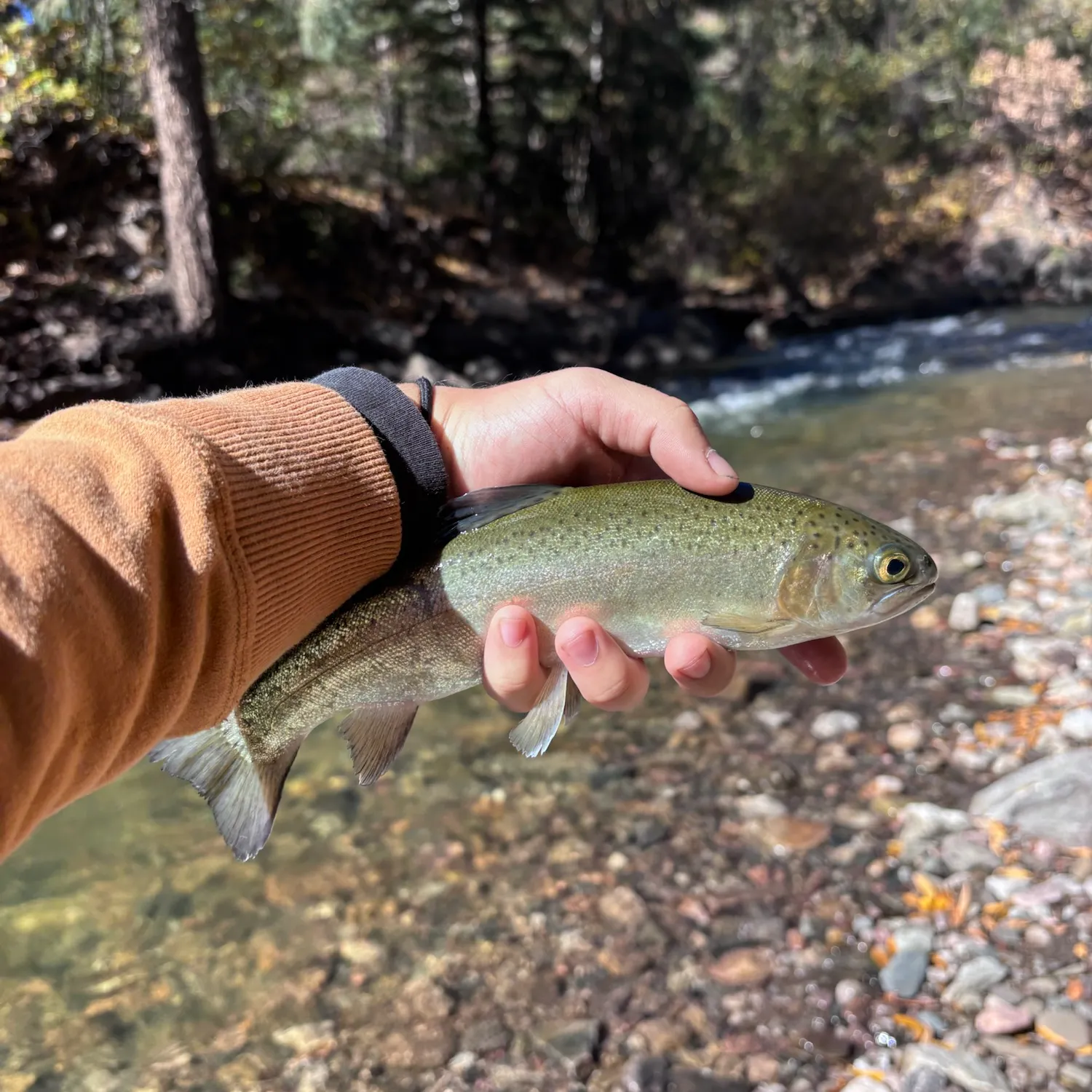Rainbow trout caught on Fishbrain
