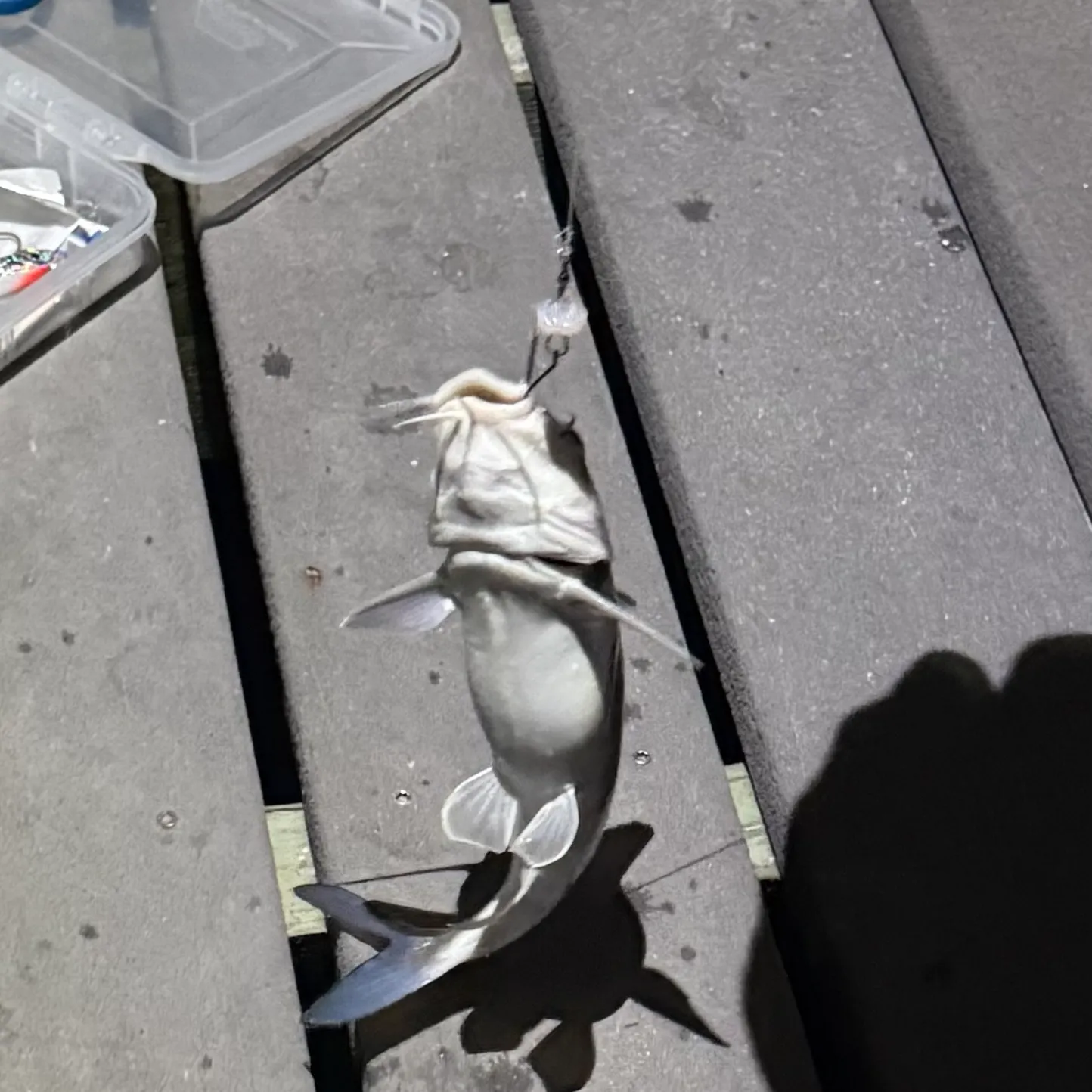 Hardhead sea catfish caught on Fishbrain
