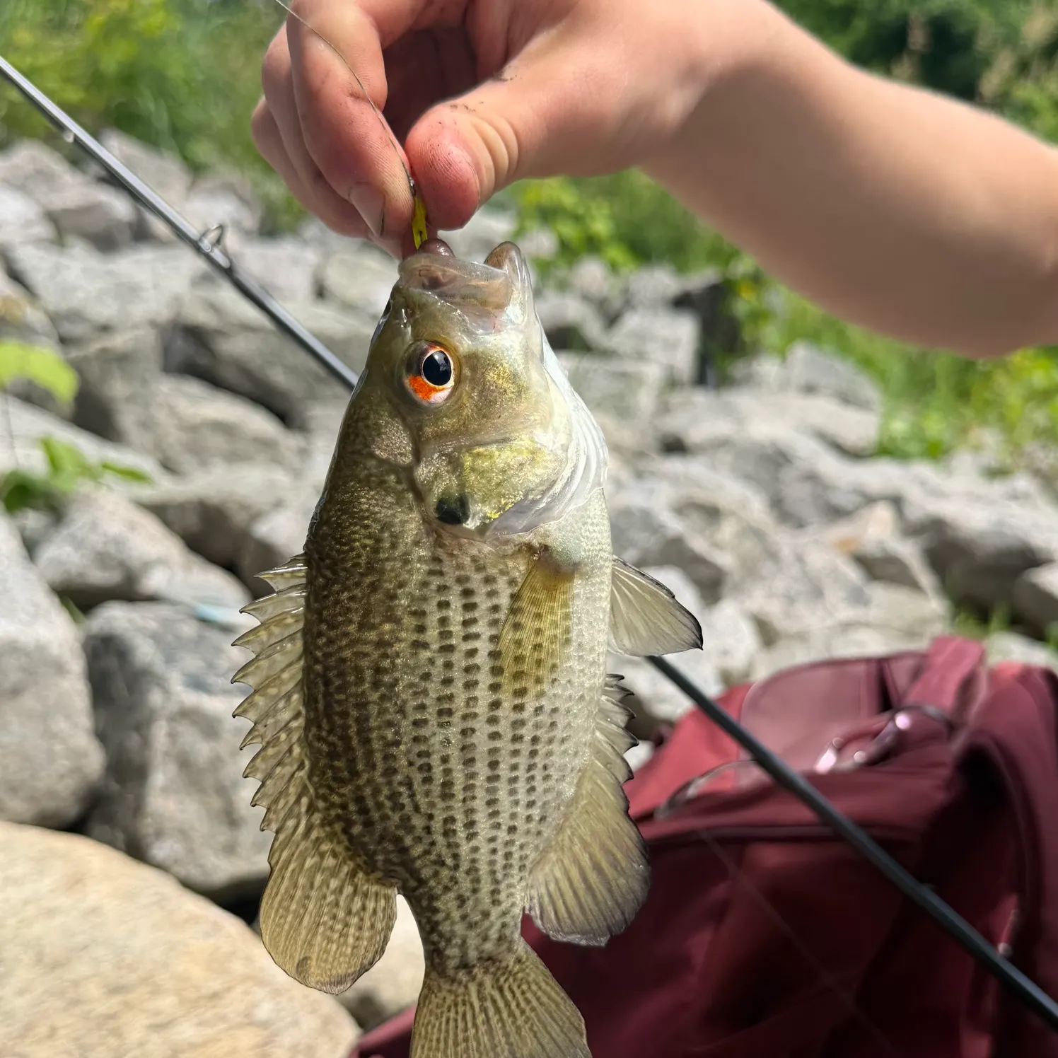 recently logged catches