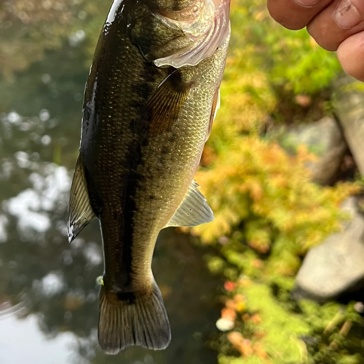 Largemouth bass caught on Fishbrain