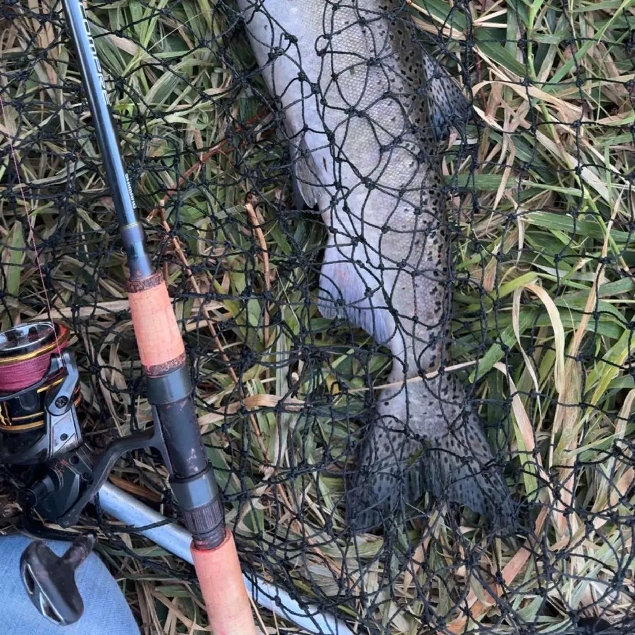 Chinook salmon caught on Fishbrain