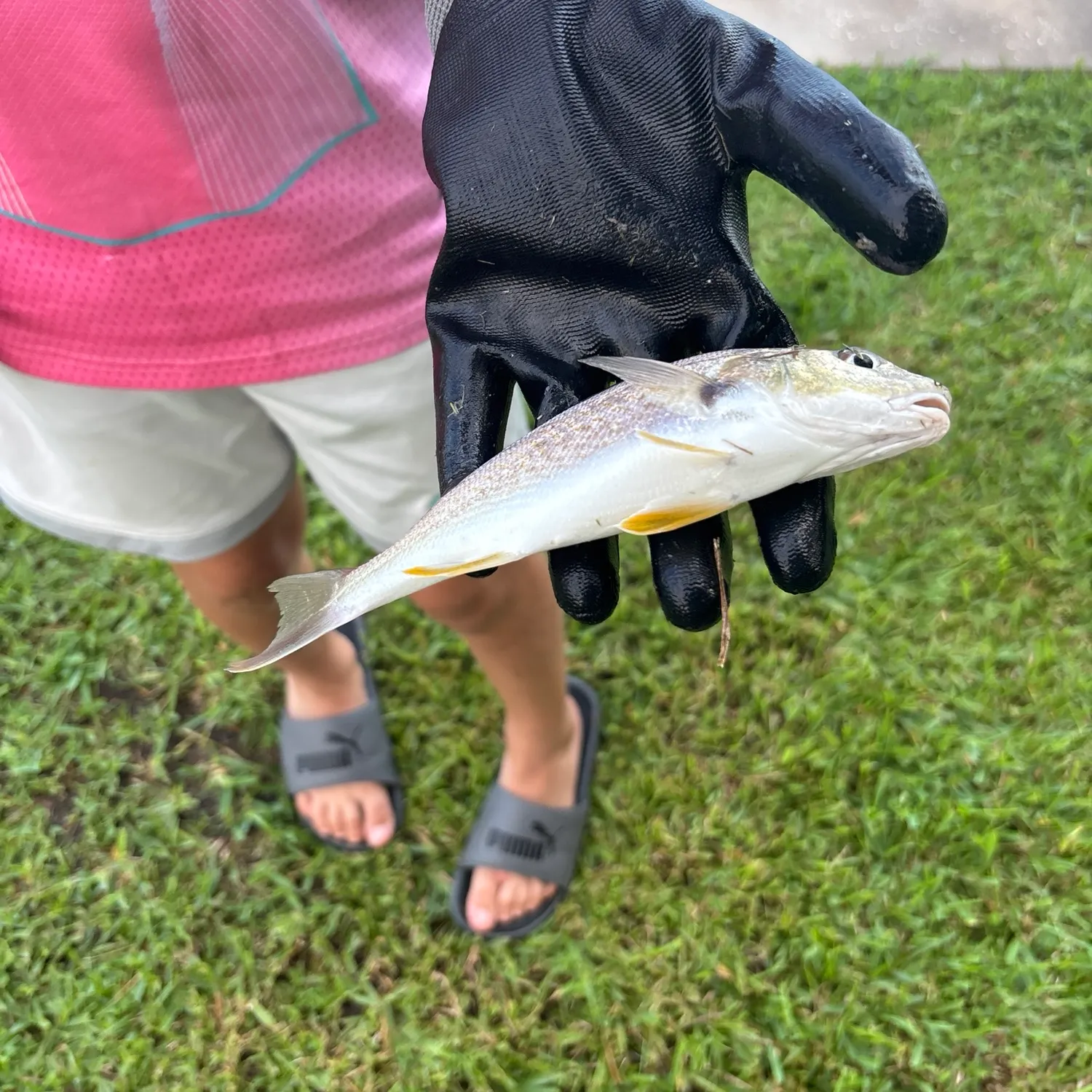 Fish caught on Fishbrain