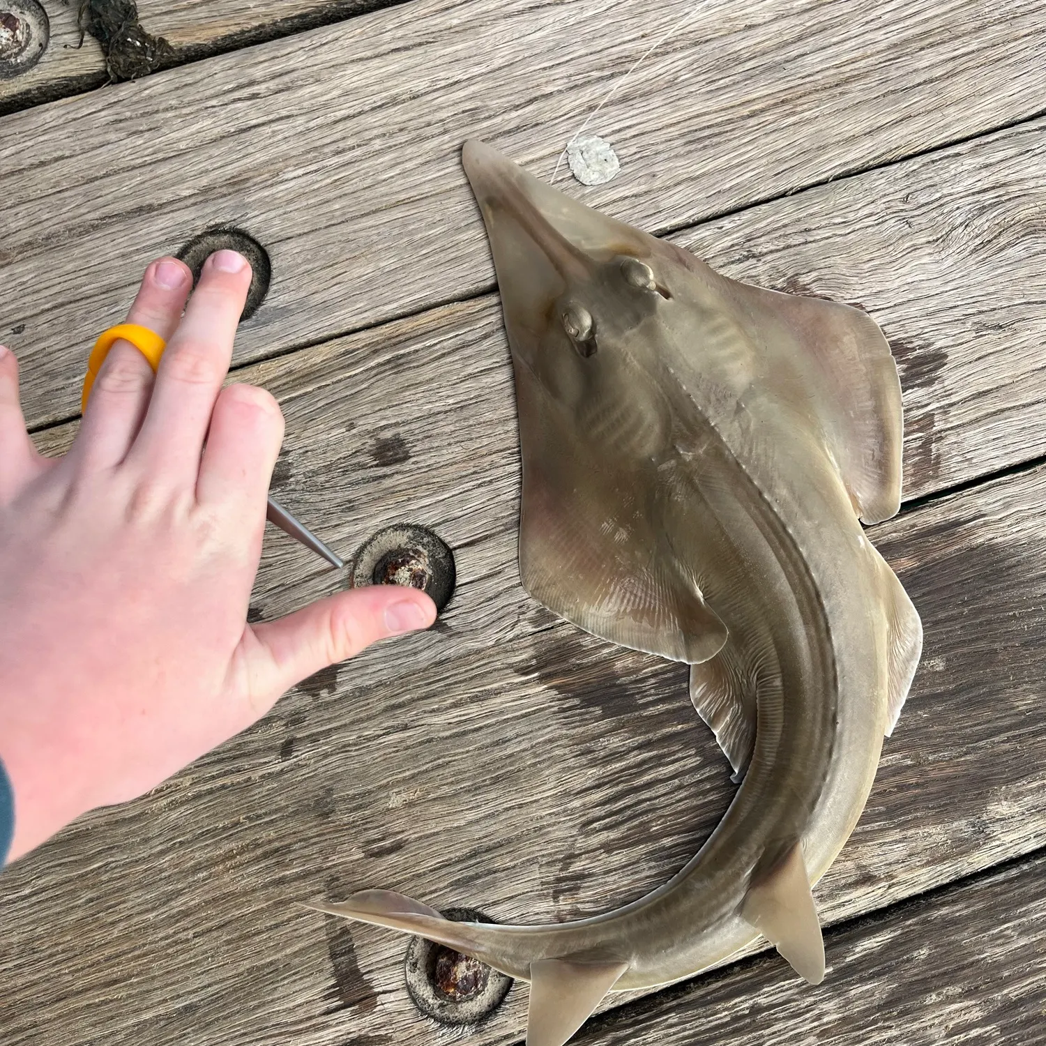 Pacific shovelnose guitarfish caught on Fishbrain
