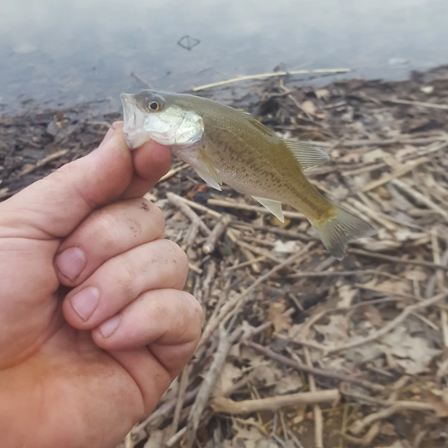 angler catch