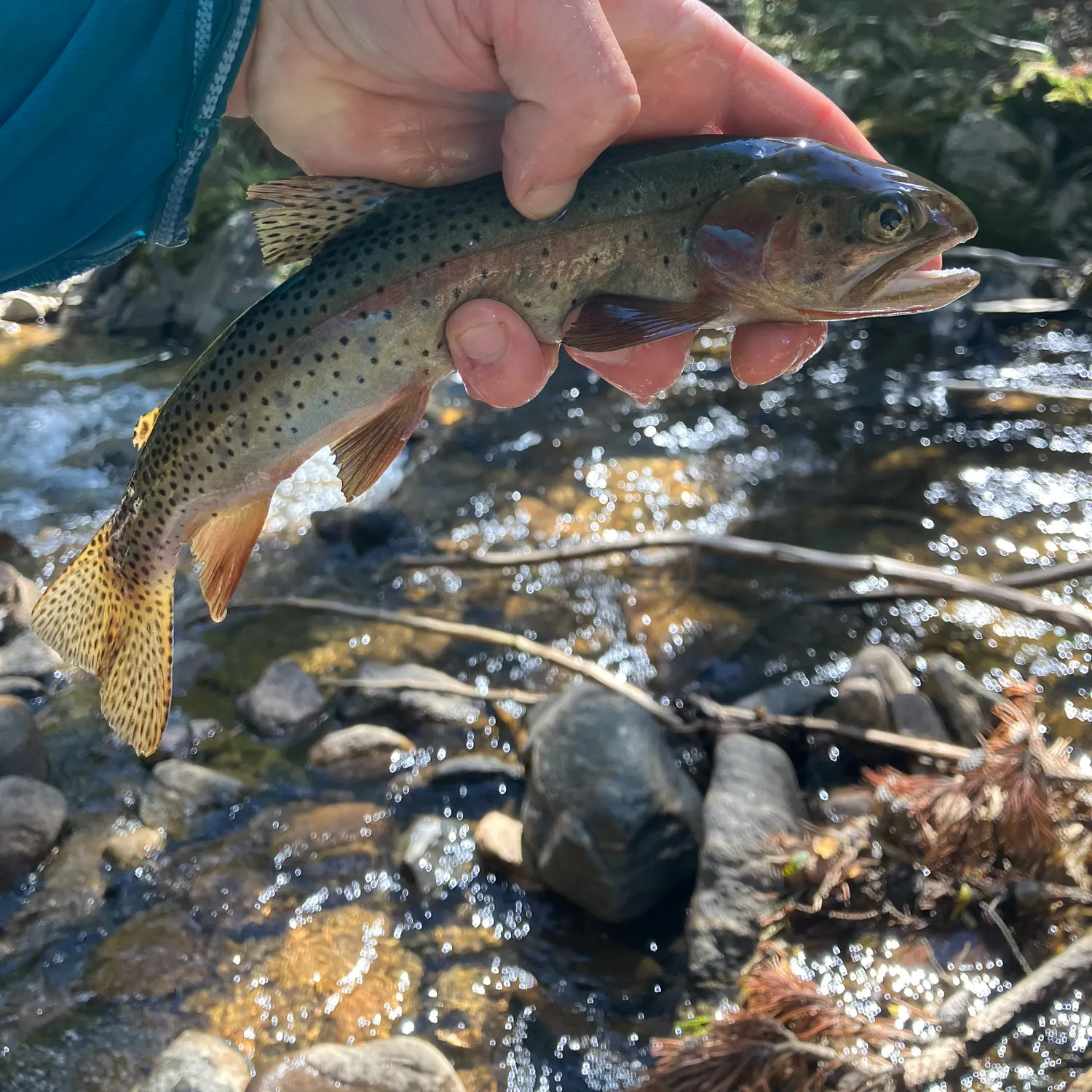 The most recent Cutthroat trout catches on Fishbrain