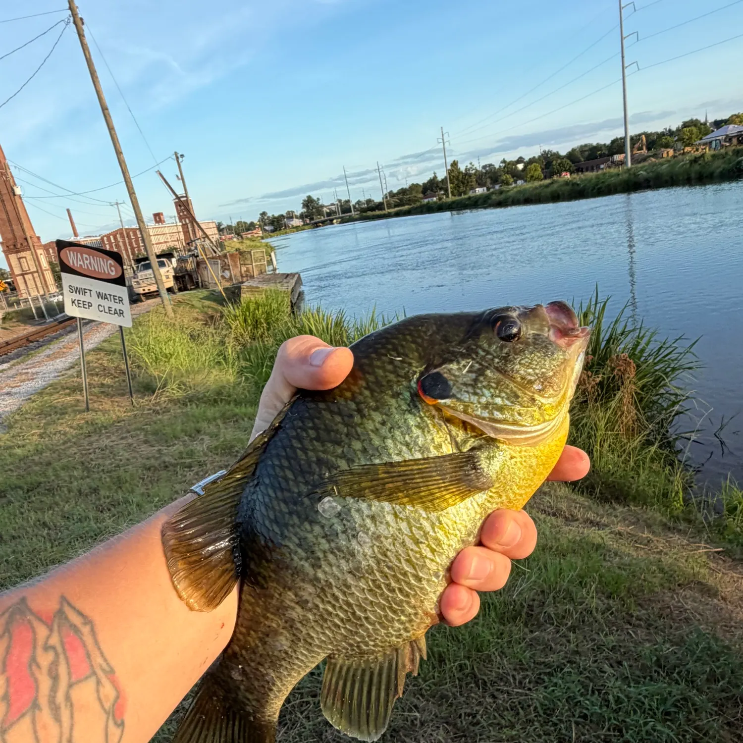 Redear sunfish caught on Fishbrain