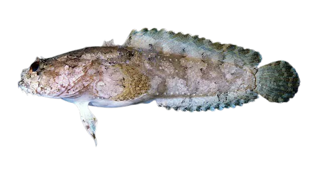 Three-spined frogfish