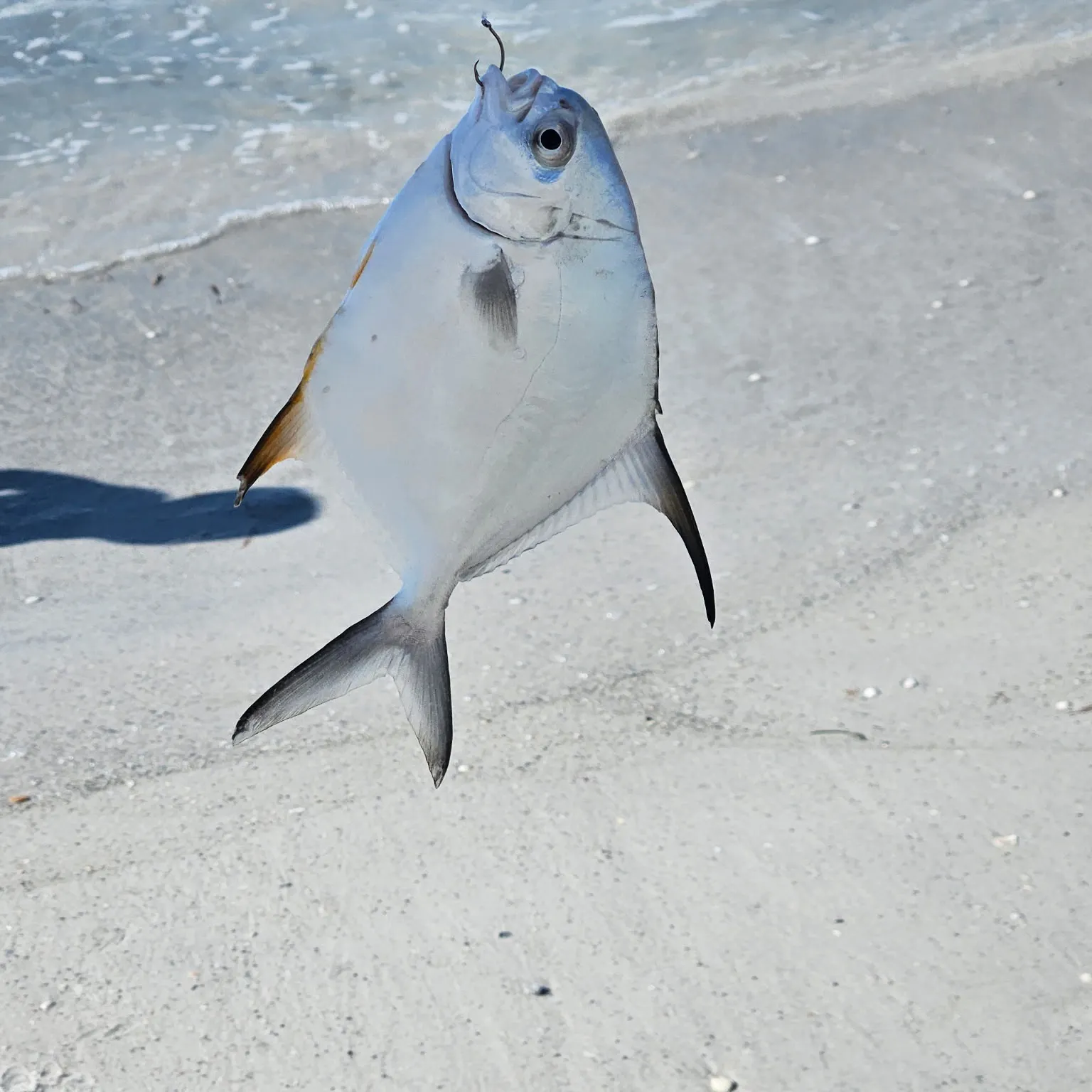 The most recent Southern pompano catches on Fishbrain