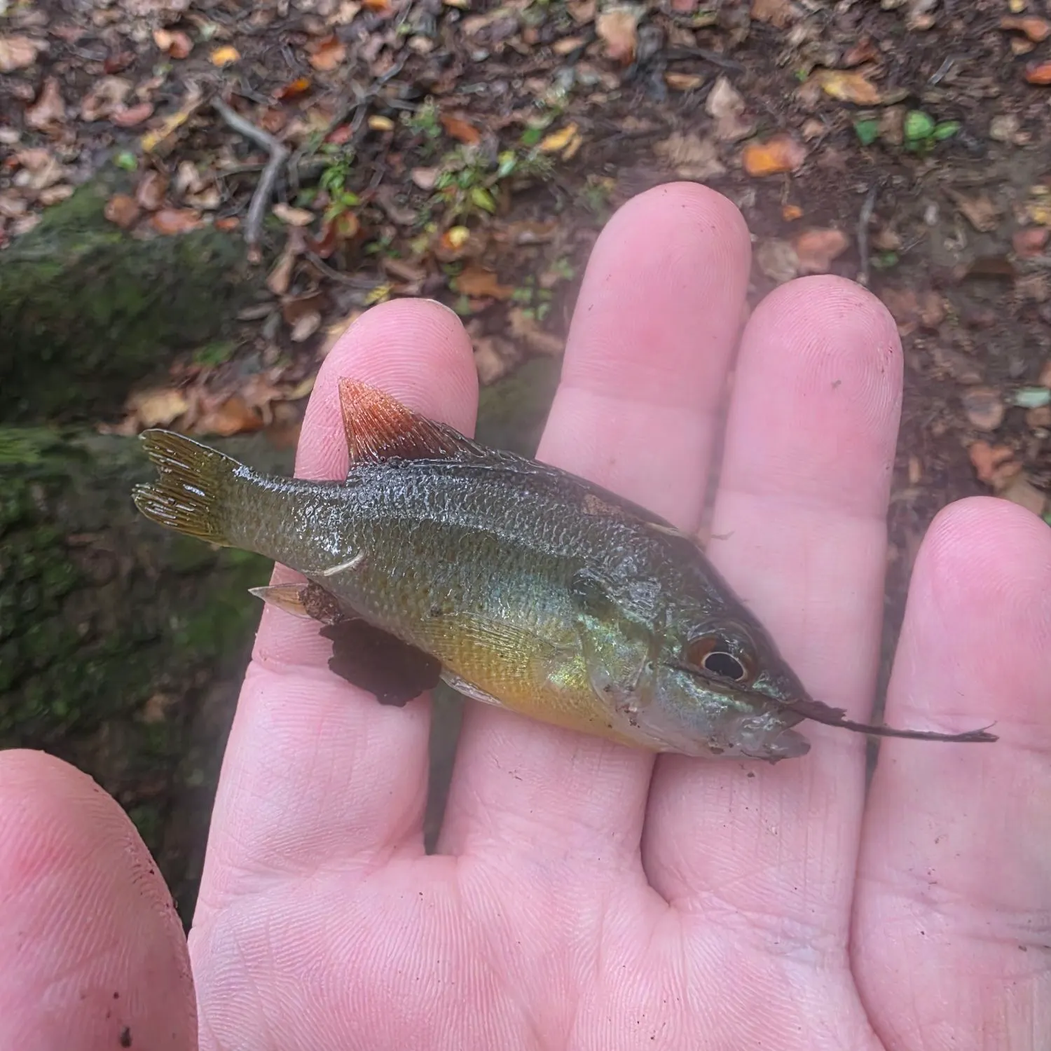 Green sunfish caught on Fishbrain