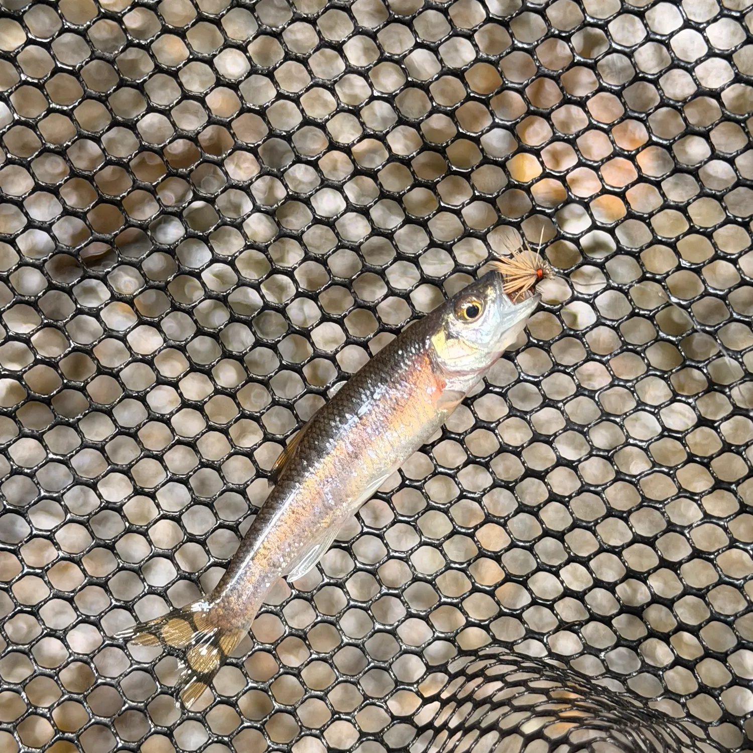 Rosyside dace caught on Fishbrain