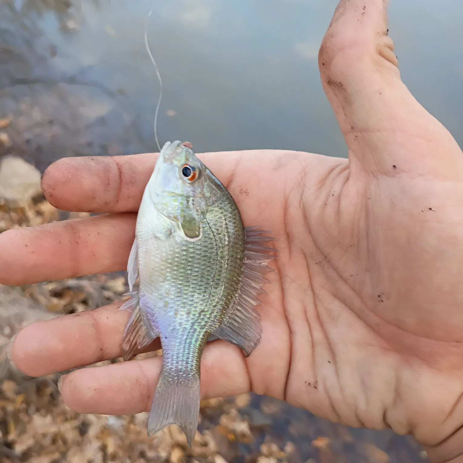 The most recent Wargill hybrid catches on Fishbrain