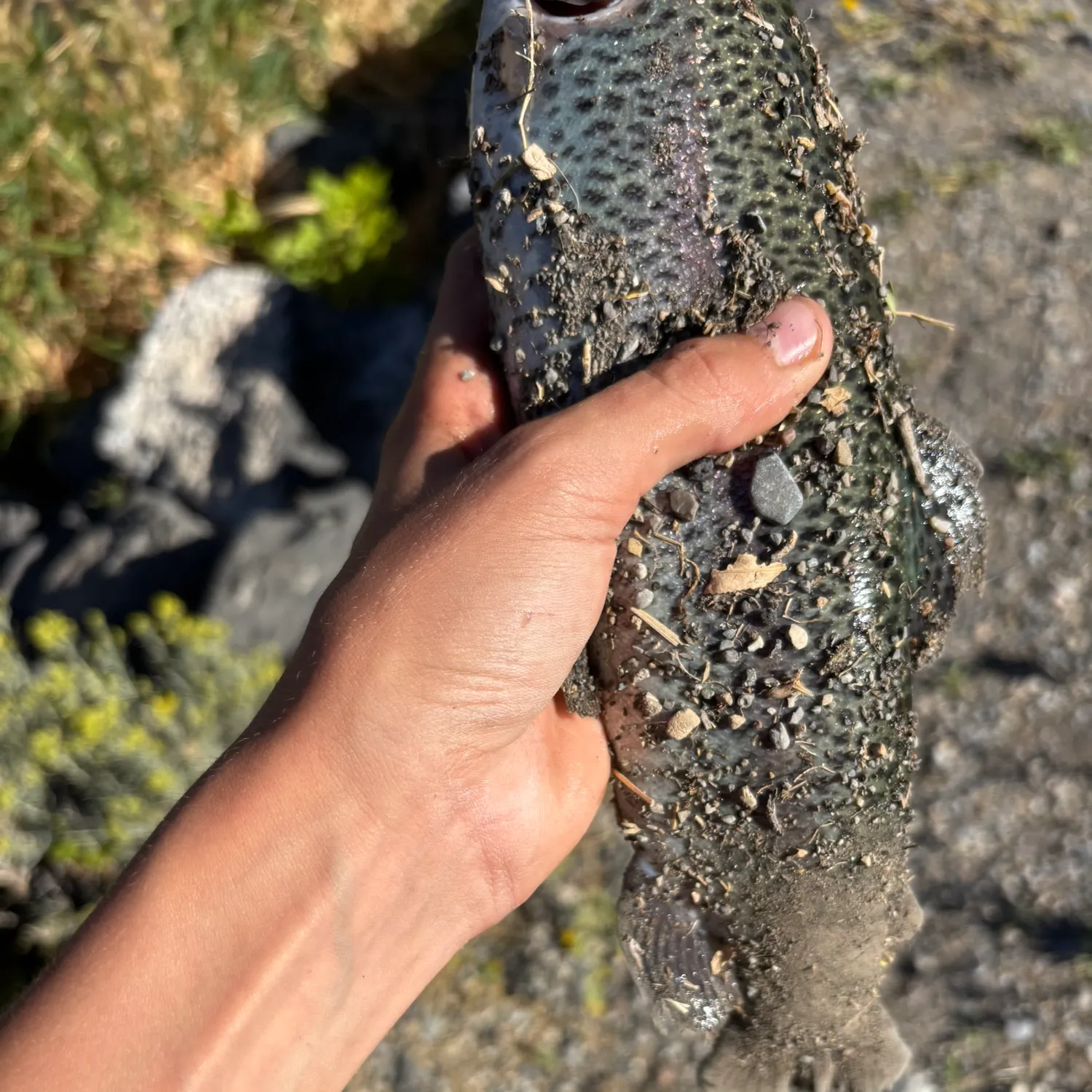 Rainbow trout caught on Fishbrain
