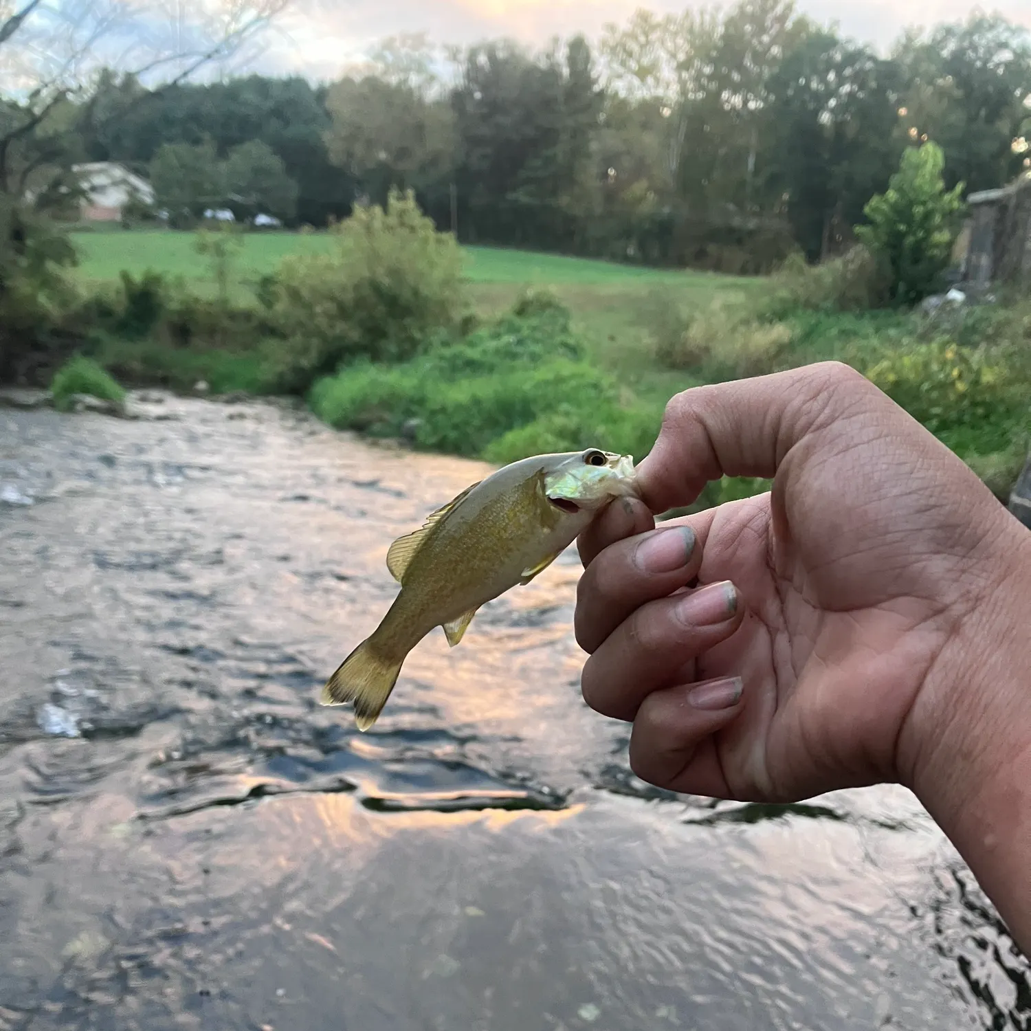 Smallmouth bass caught on Fishbrain
