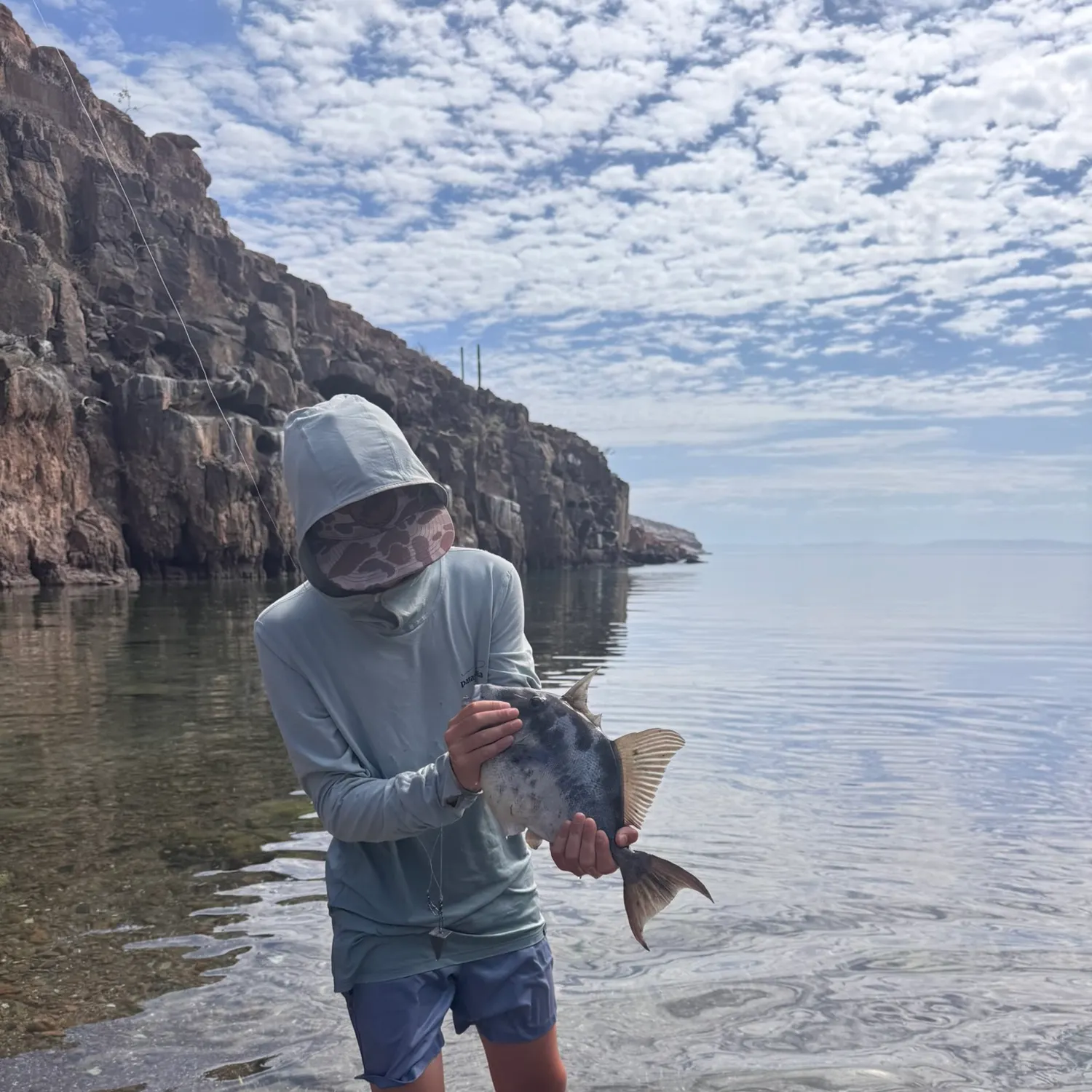 The most recent Ocean triggerfish catches on Fishbrain