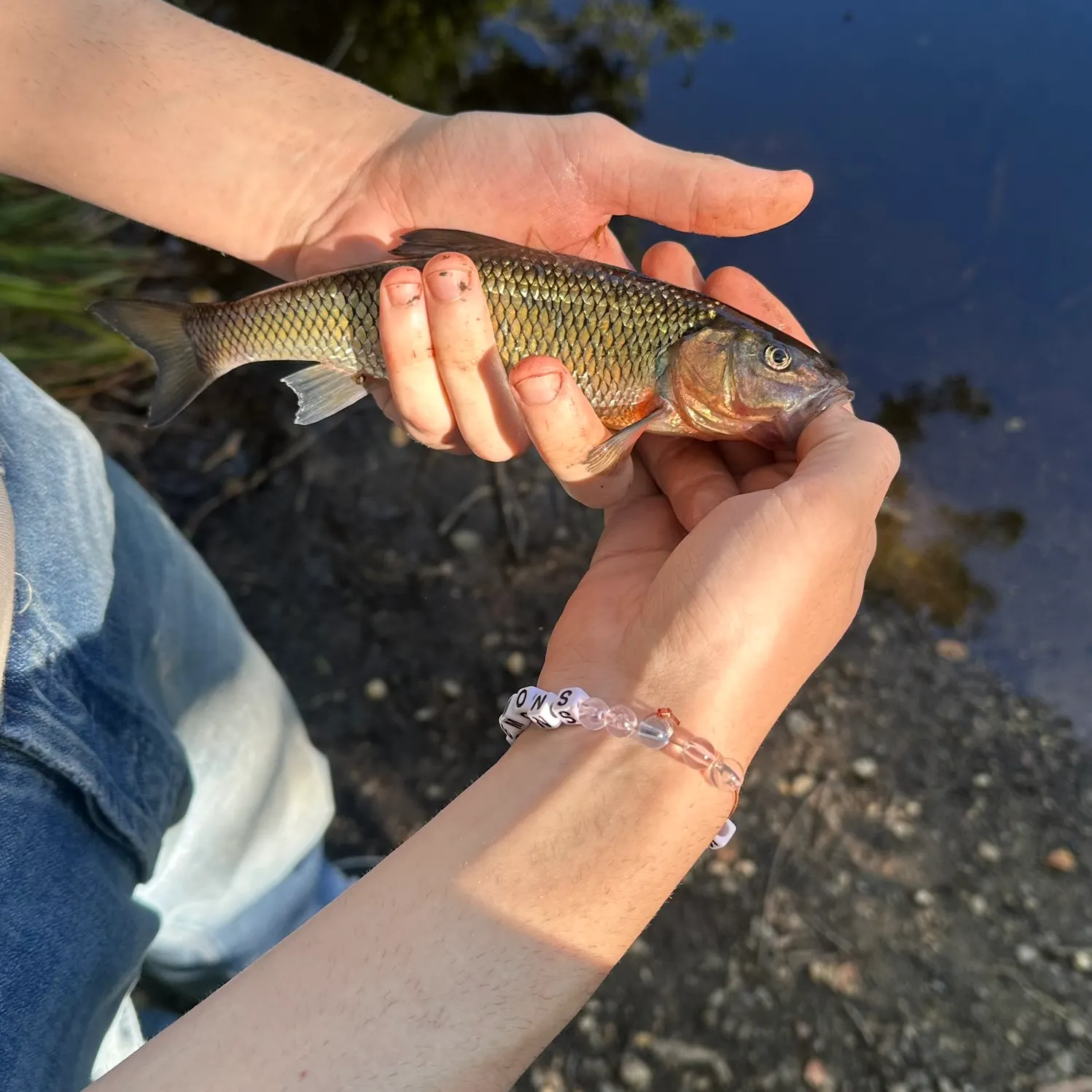 Fallfish caught on Fishbrain