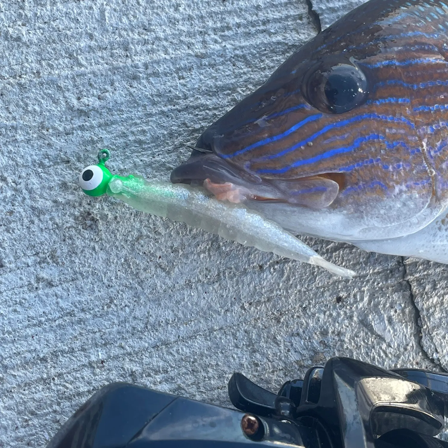 White grunt caught on Fishbrain