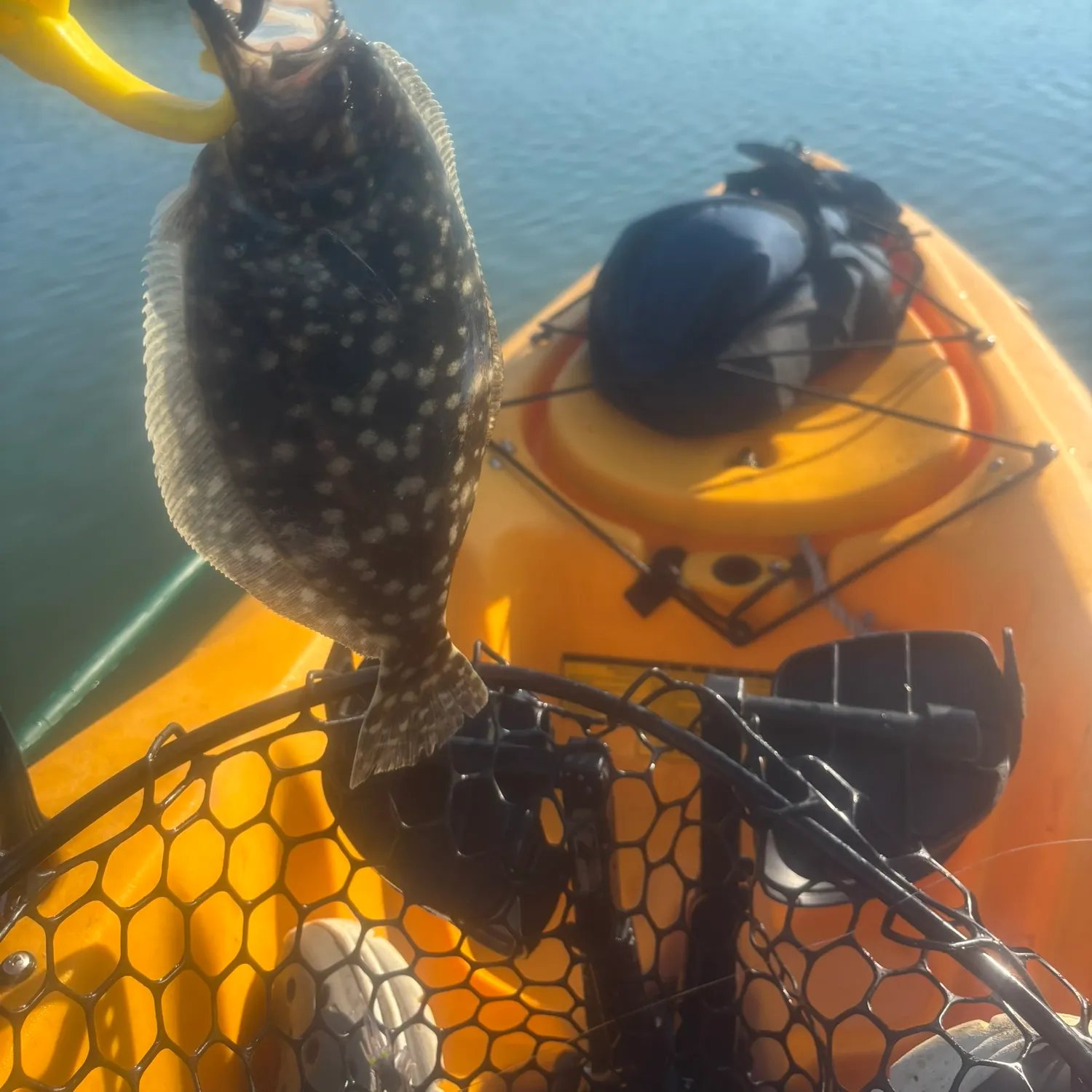 Fish caught on Fishbrain
