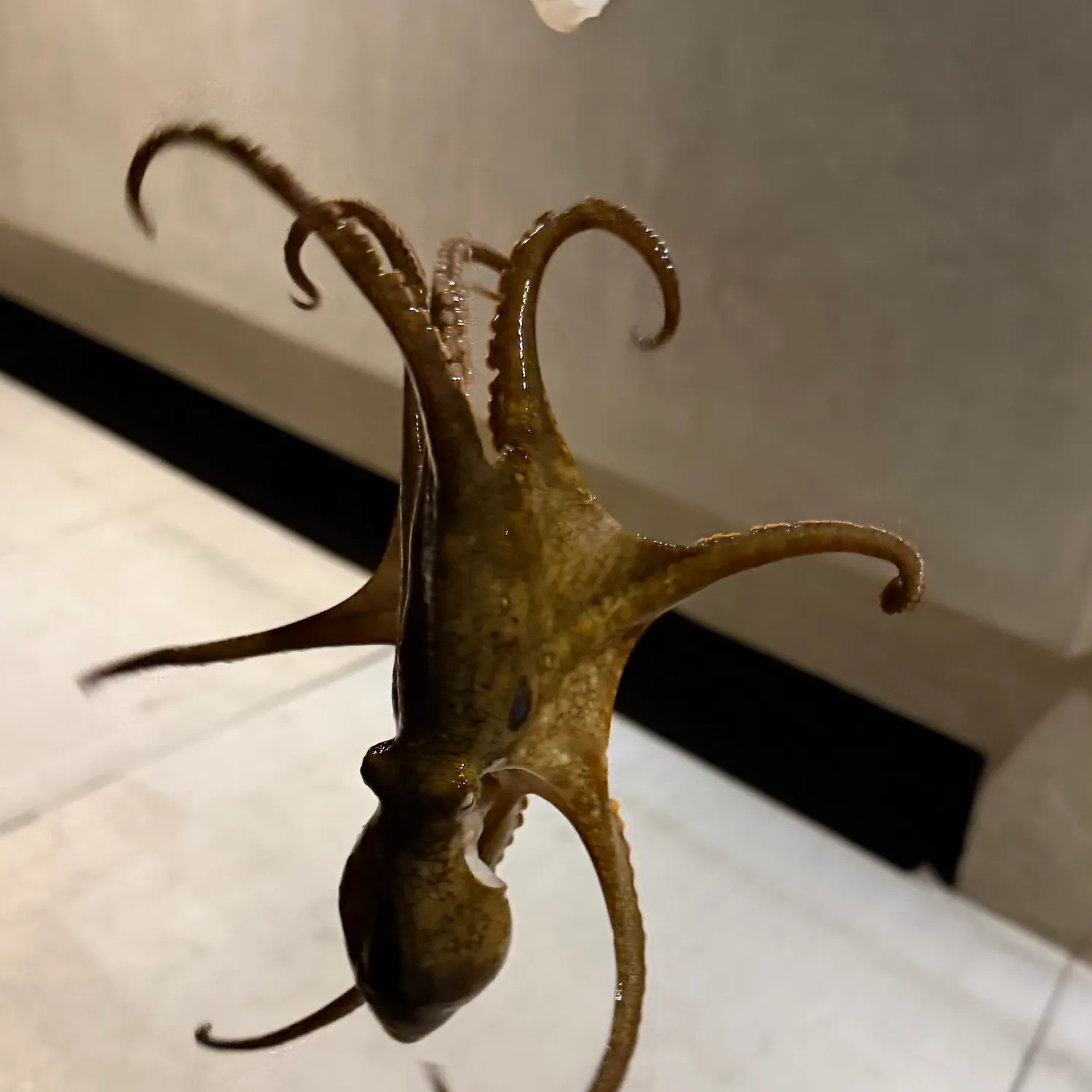 The most recent California two-spot octopus catches on Fishbrain