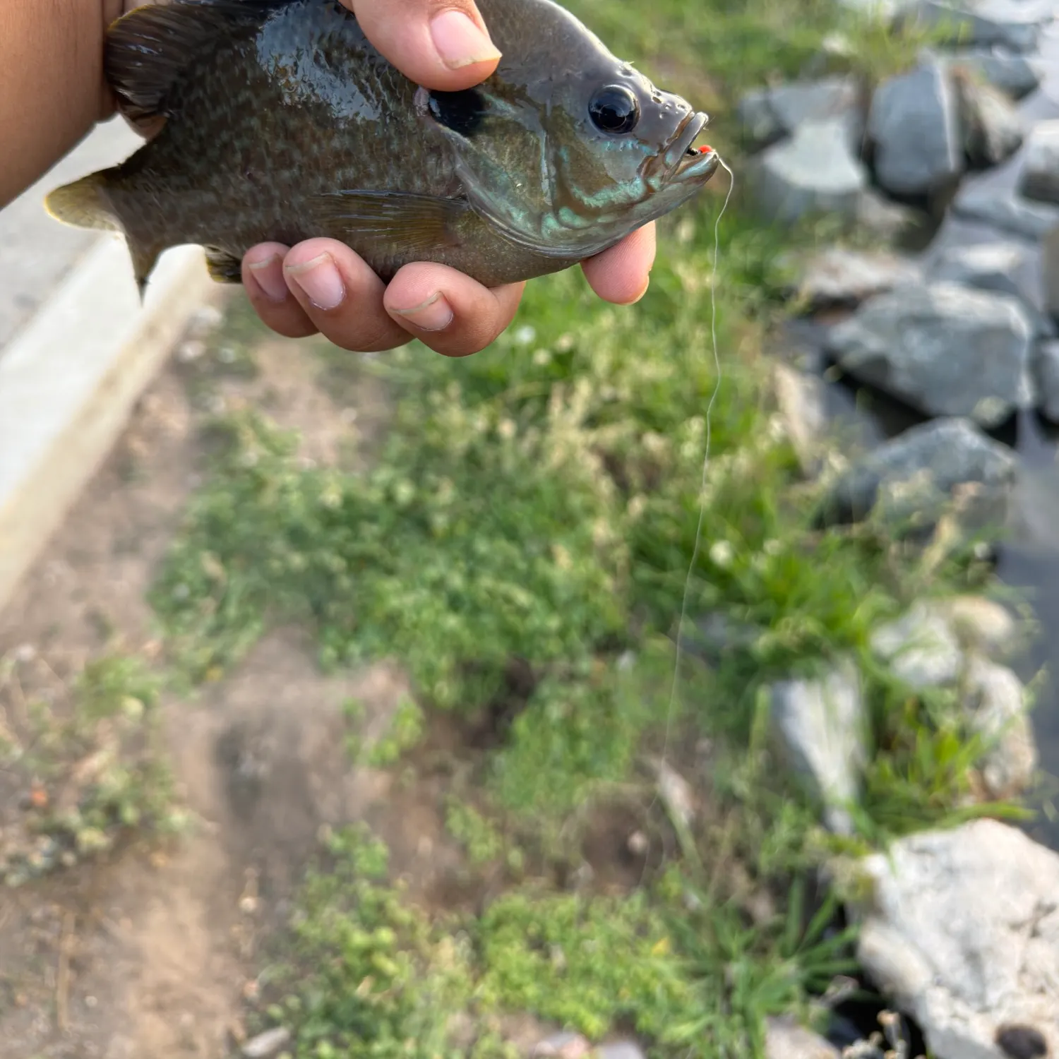 Greengill hybrid caught on Fishbrain