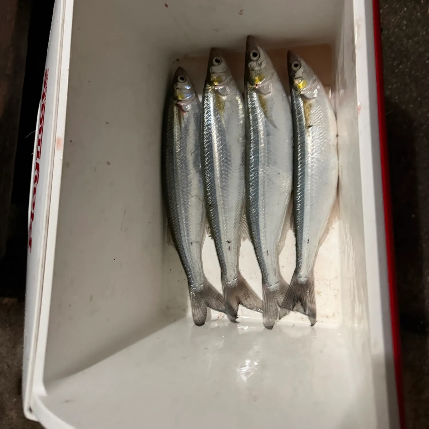 Surf smelt caught on Fishbrain