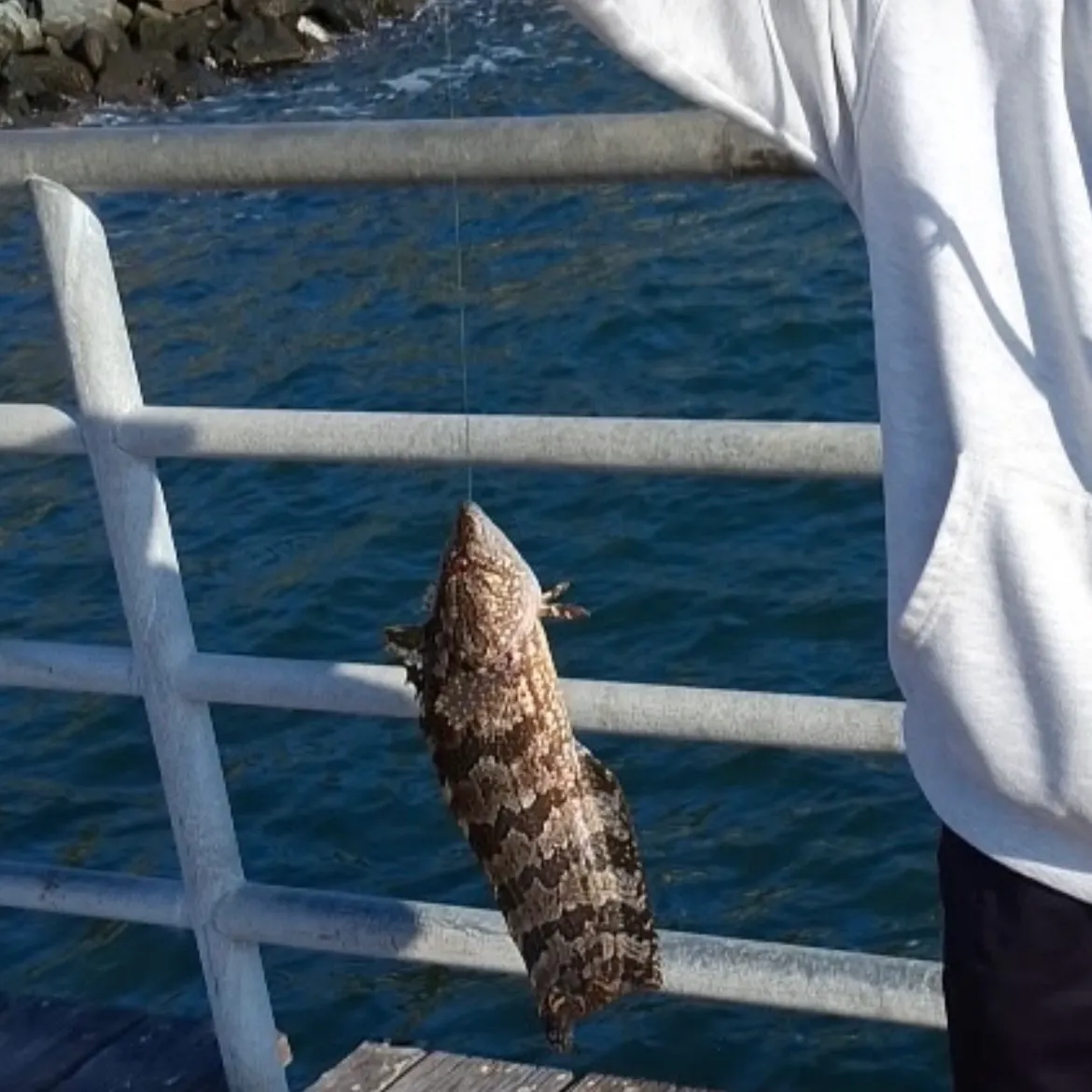 The most recent Spotted kelpfish catches on Fishbrain