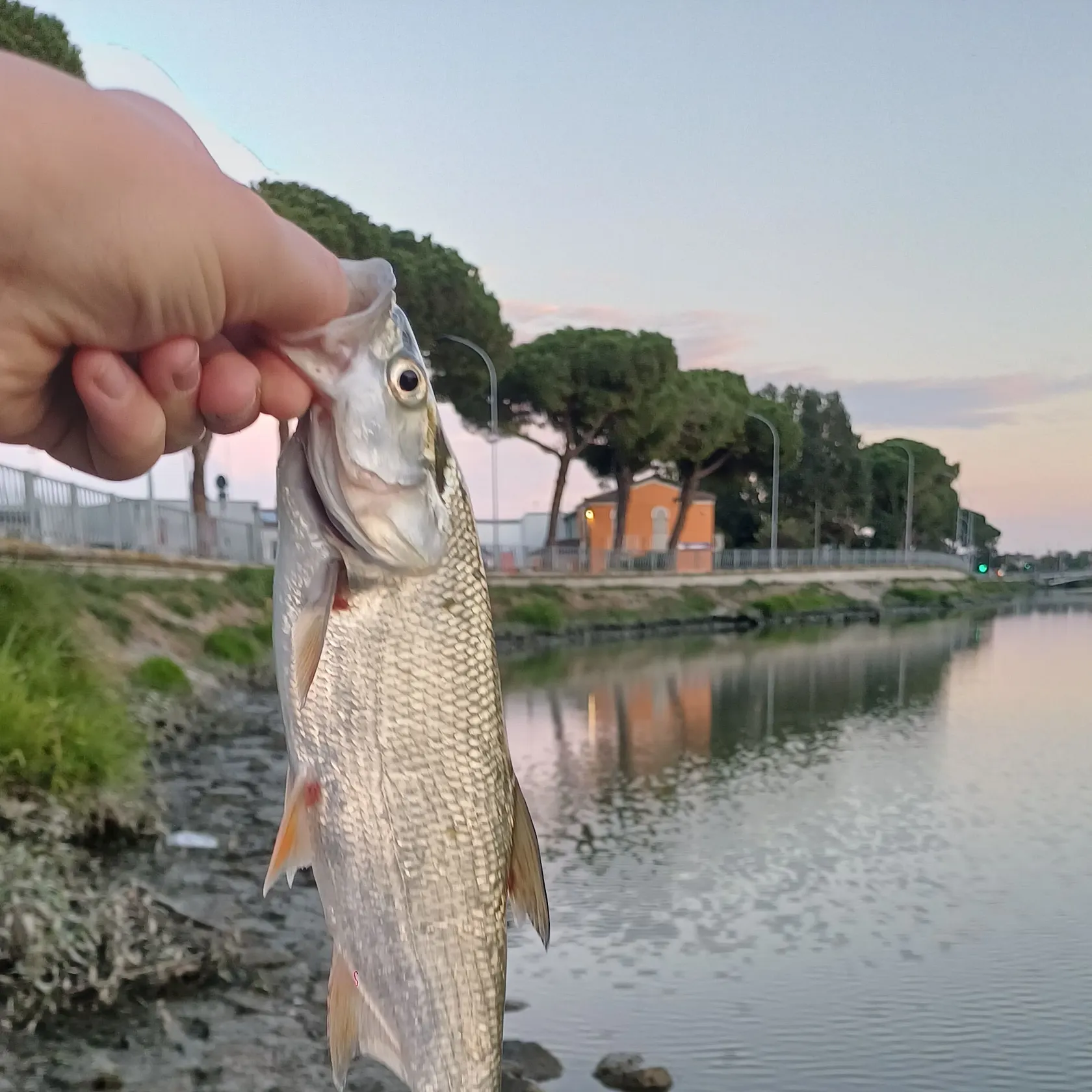 Asp caught on Fishbrain