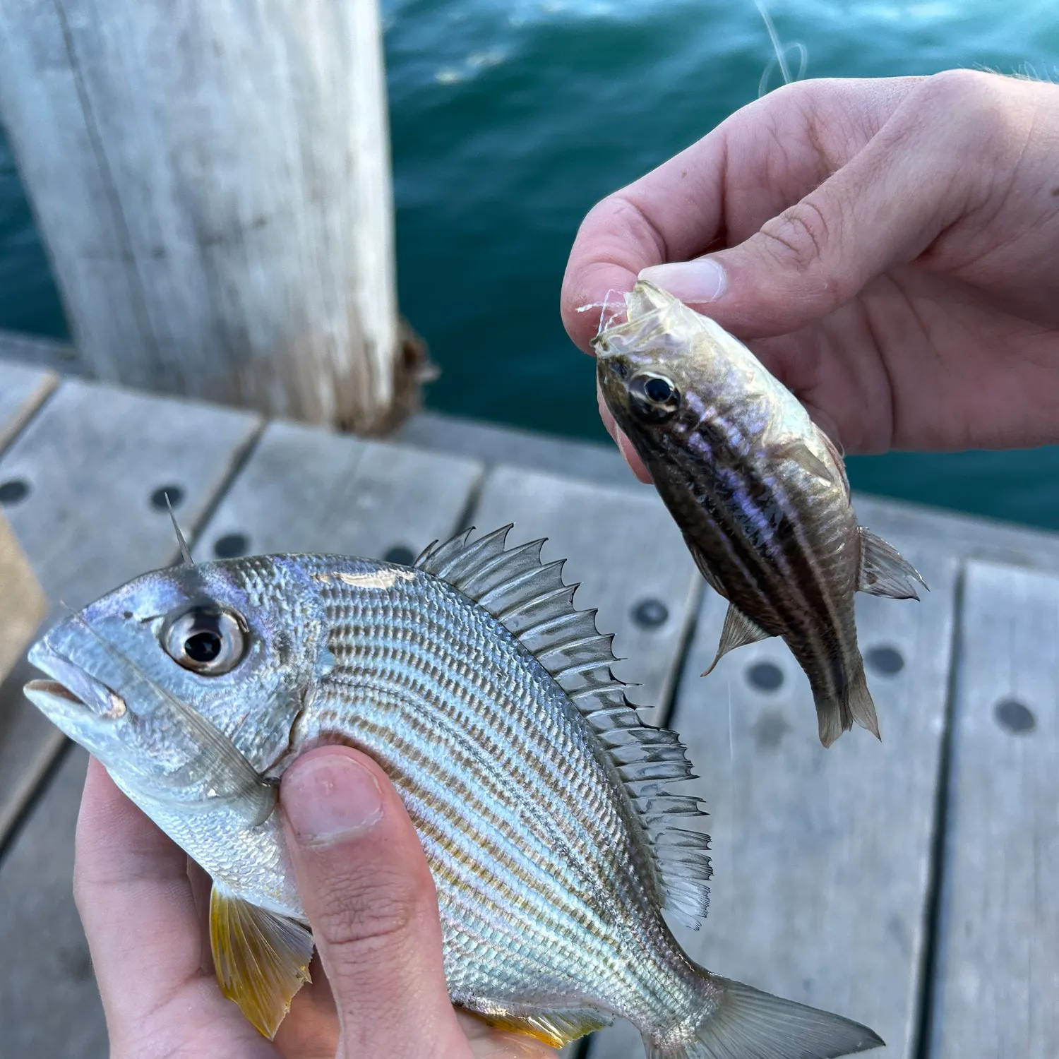 The most recent Goldlined seabream catches on Fishbrain