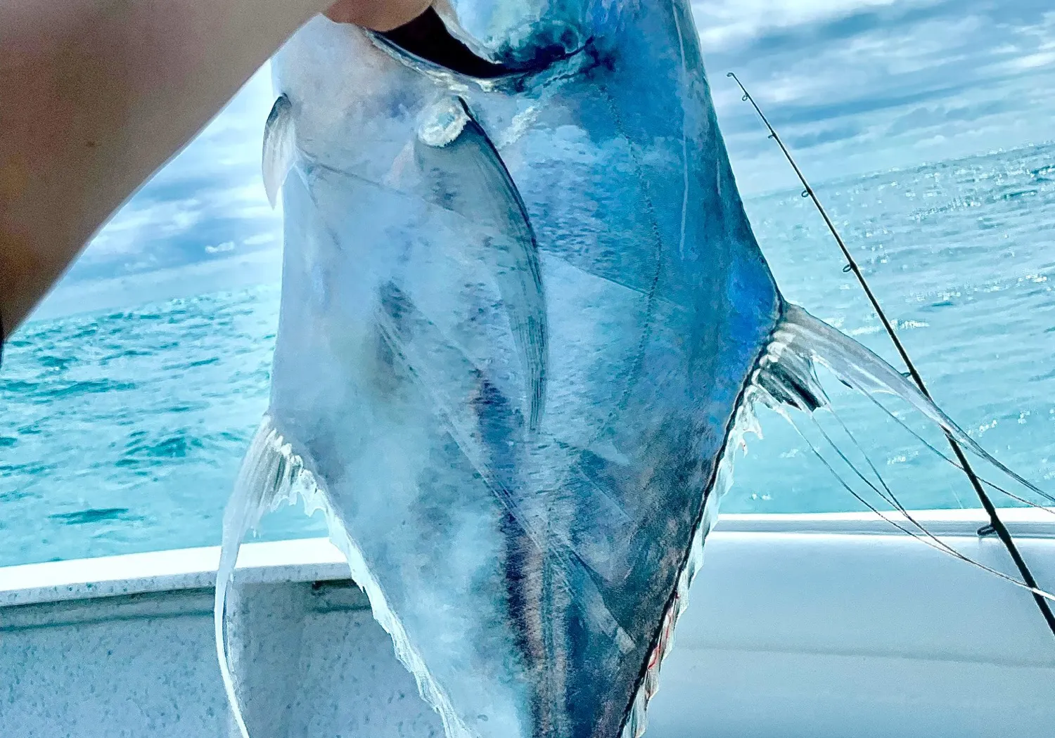 African pompano