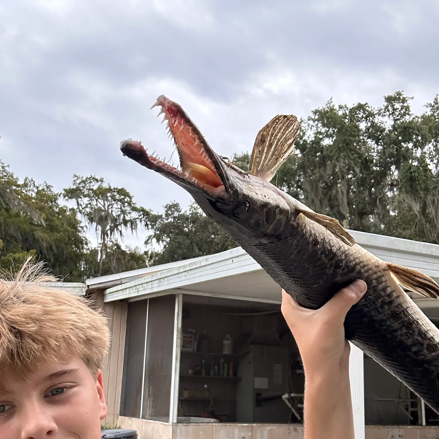 Spotted gar caught on Fishbrain